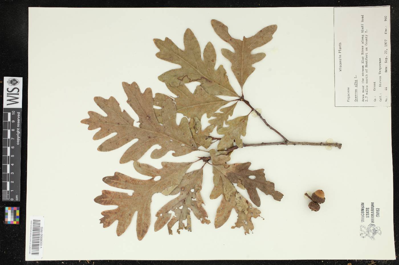 Quercus alba image