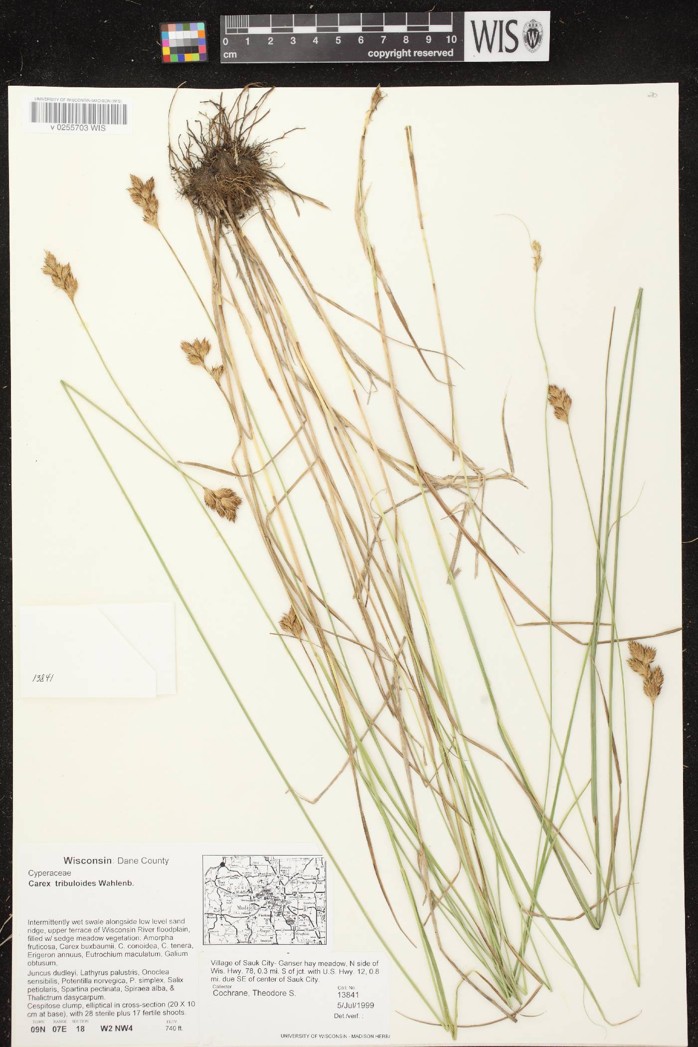 Carex tribuloides var. tribuloides image