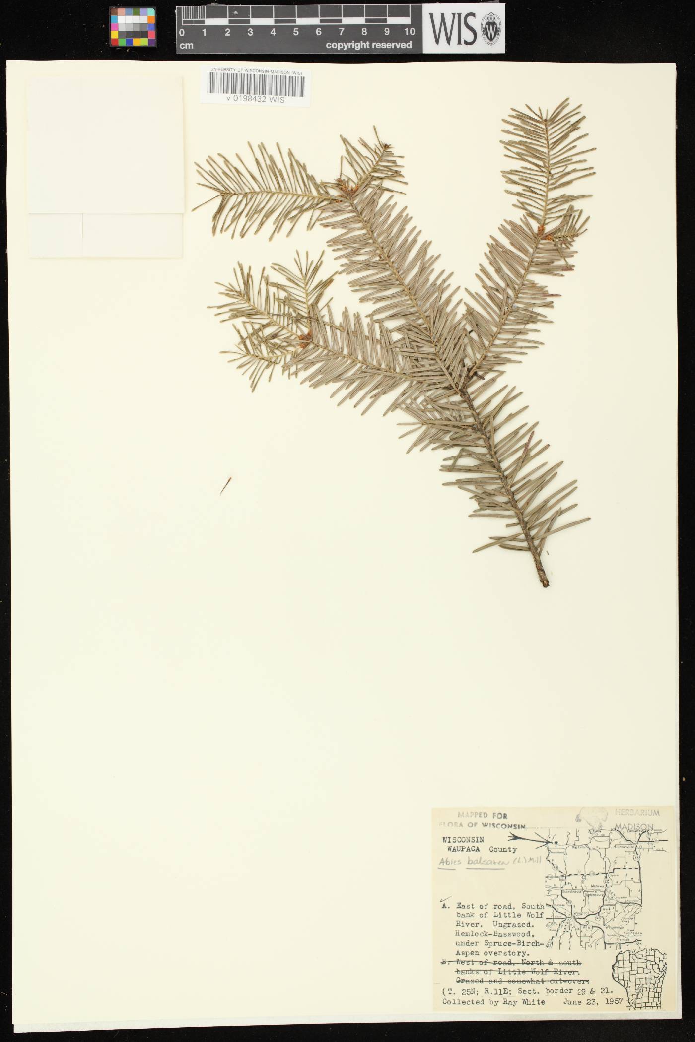 Abies balsamea image