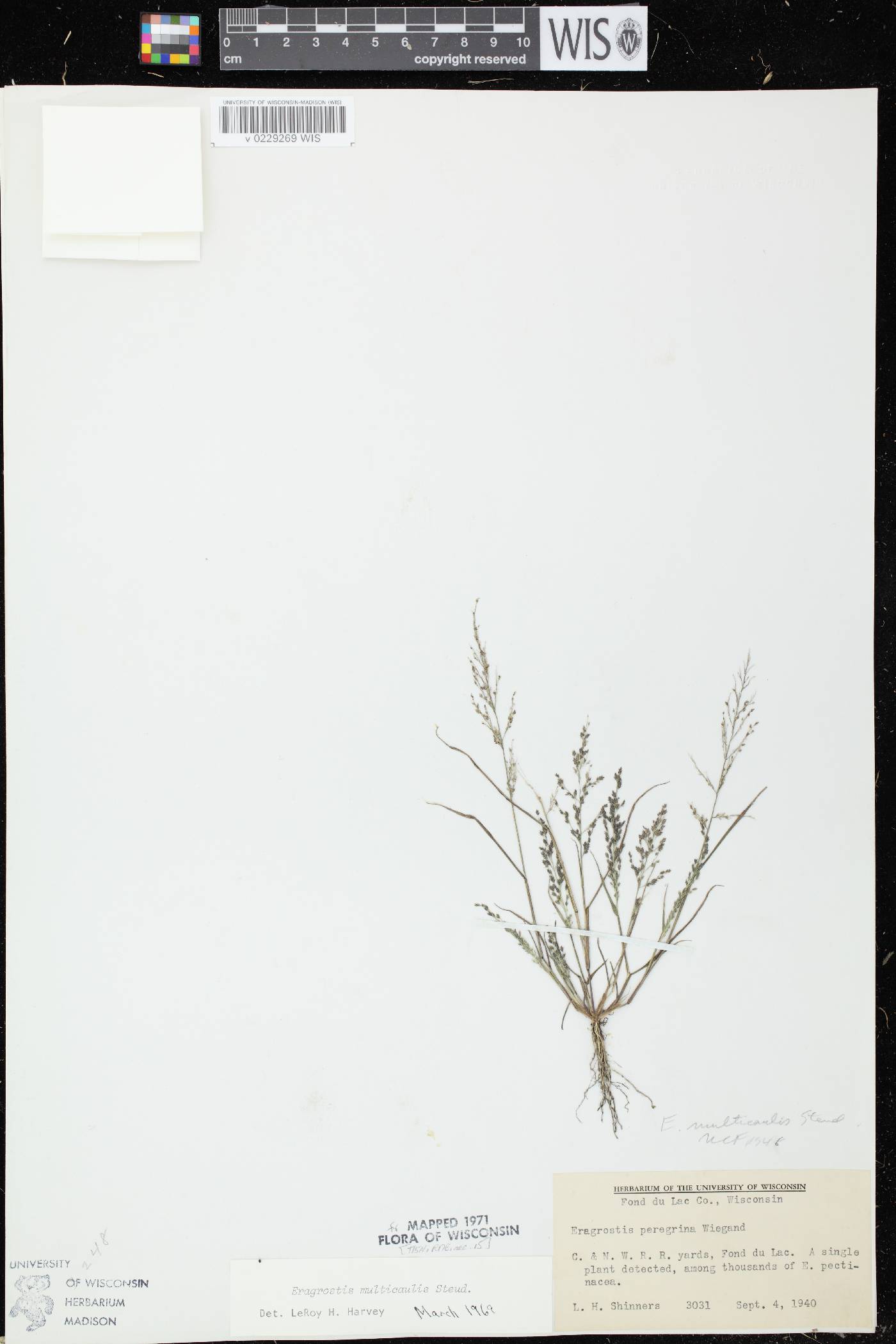 Eragrostis pilosa image