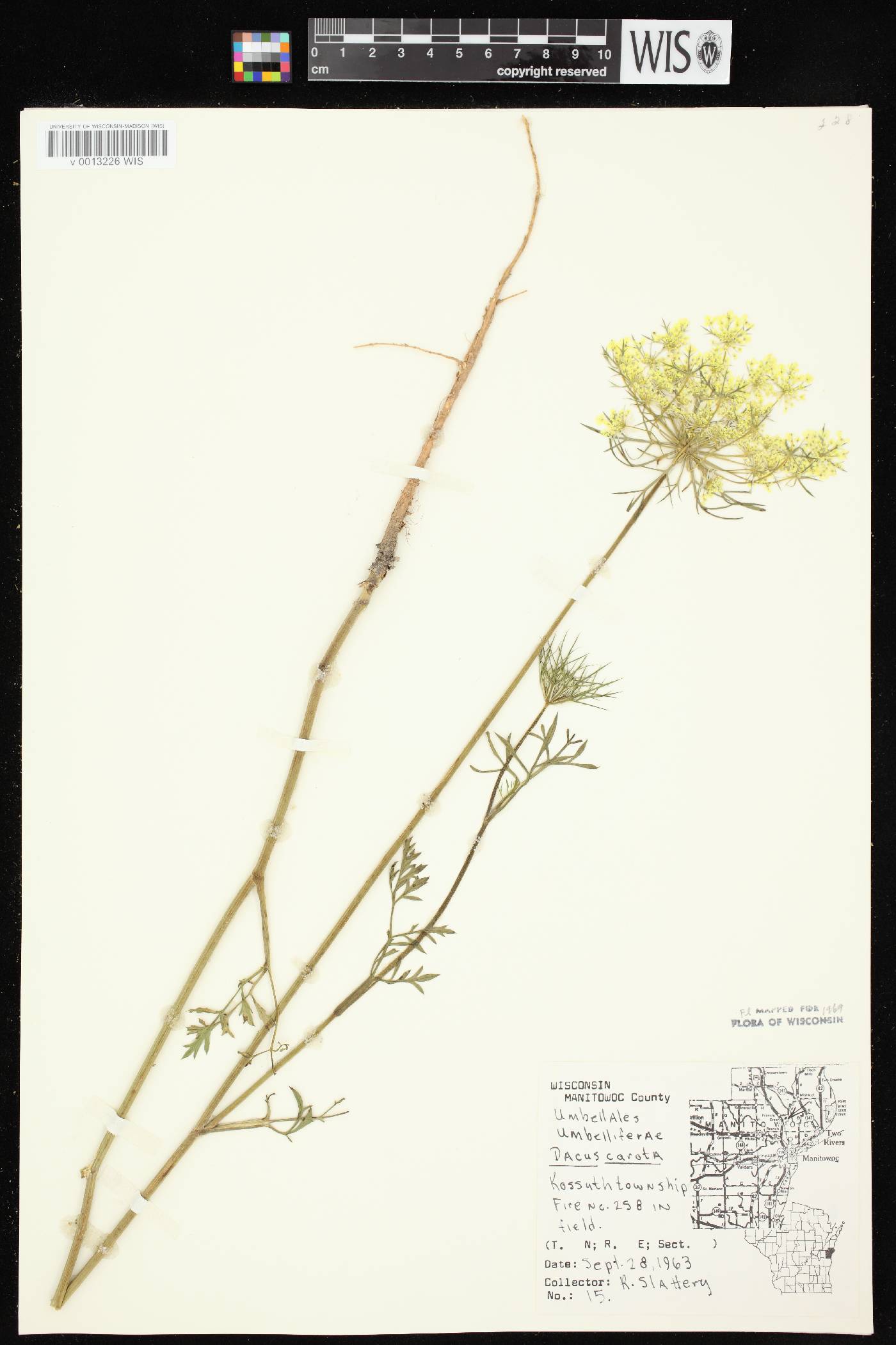 Daucus carota image