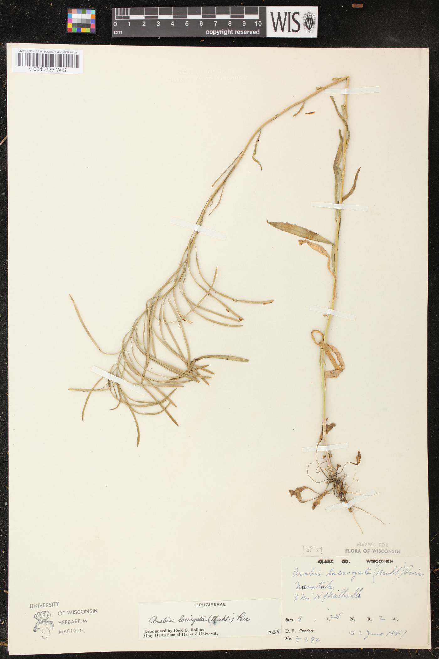 Boechera laevigata image