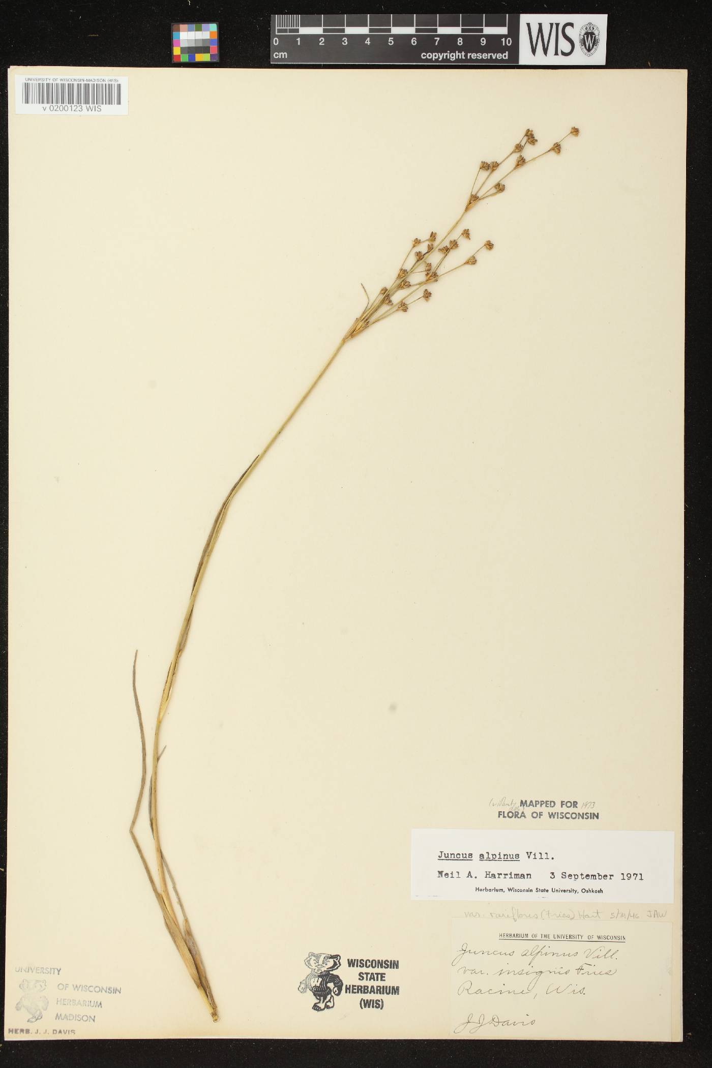 Juncus alpinoarticulatus image