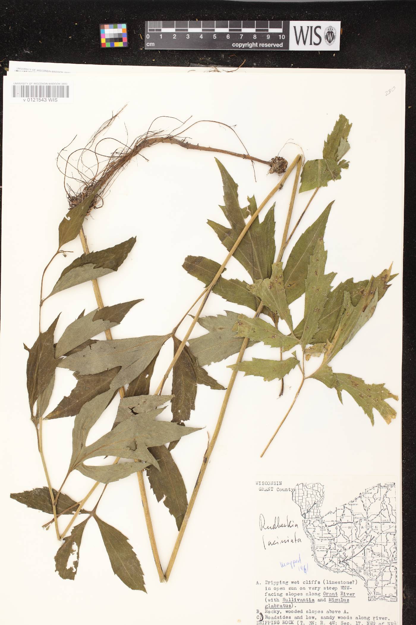 Rudbeckia laciniata image