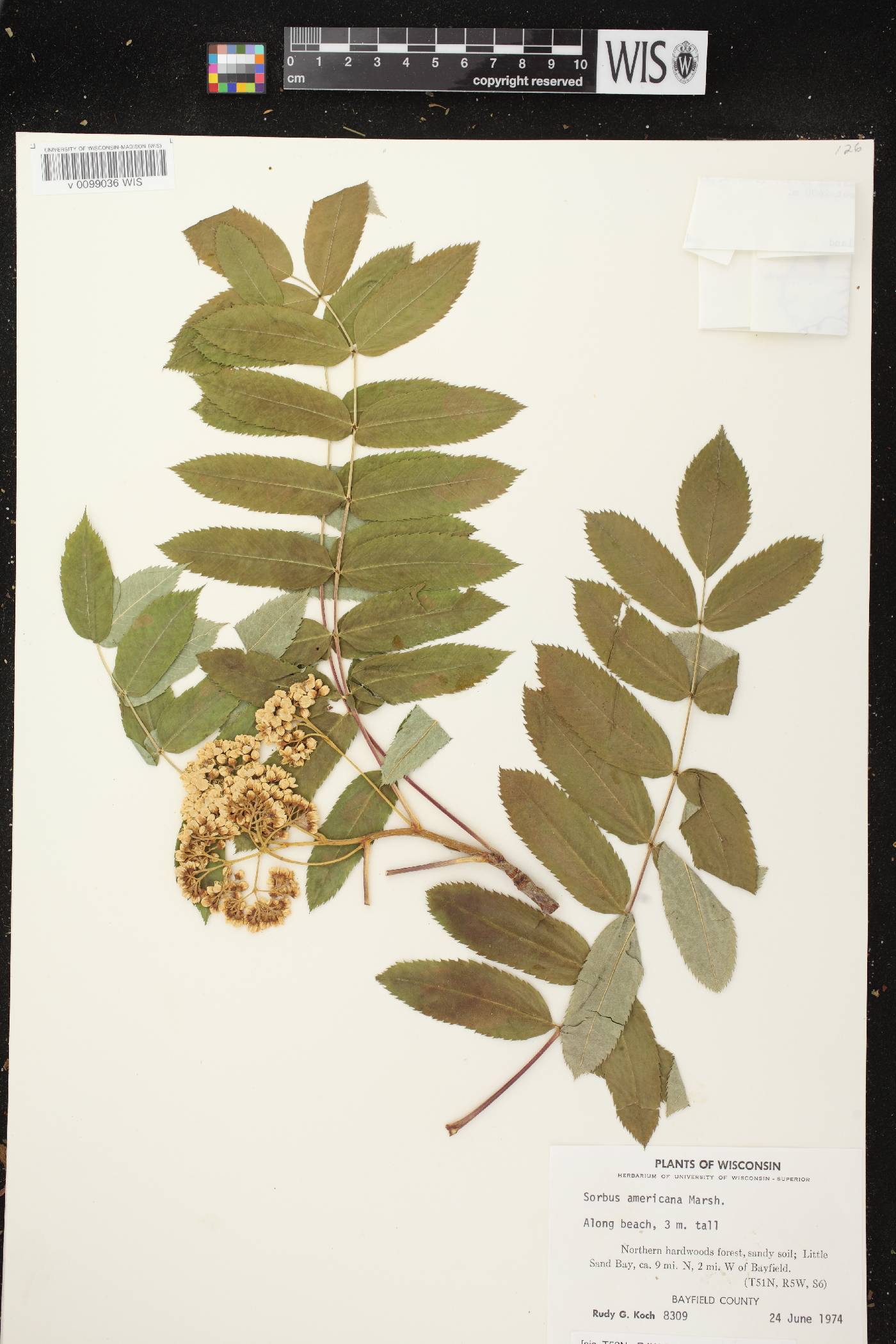 Sorbus americana image