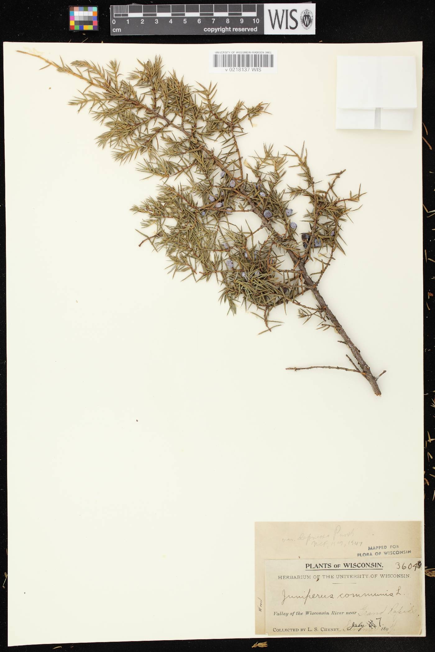 Juniperus communis image