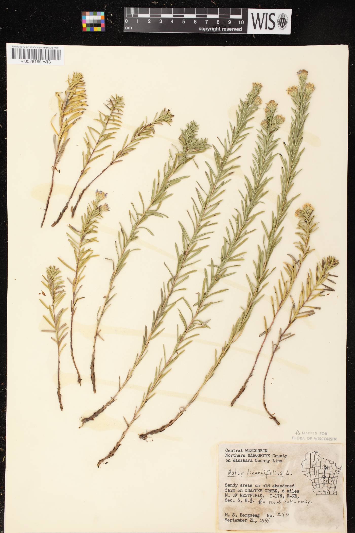 Ionactis linariifolia image