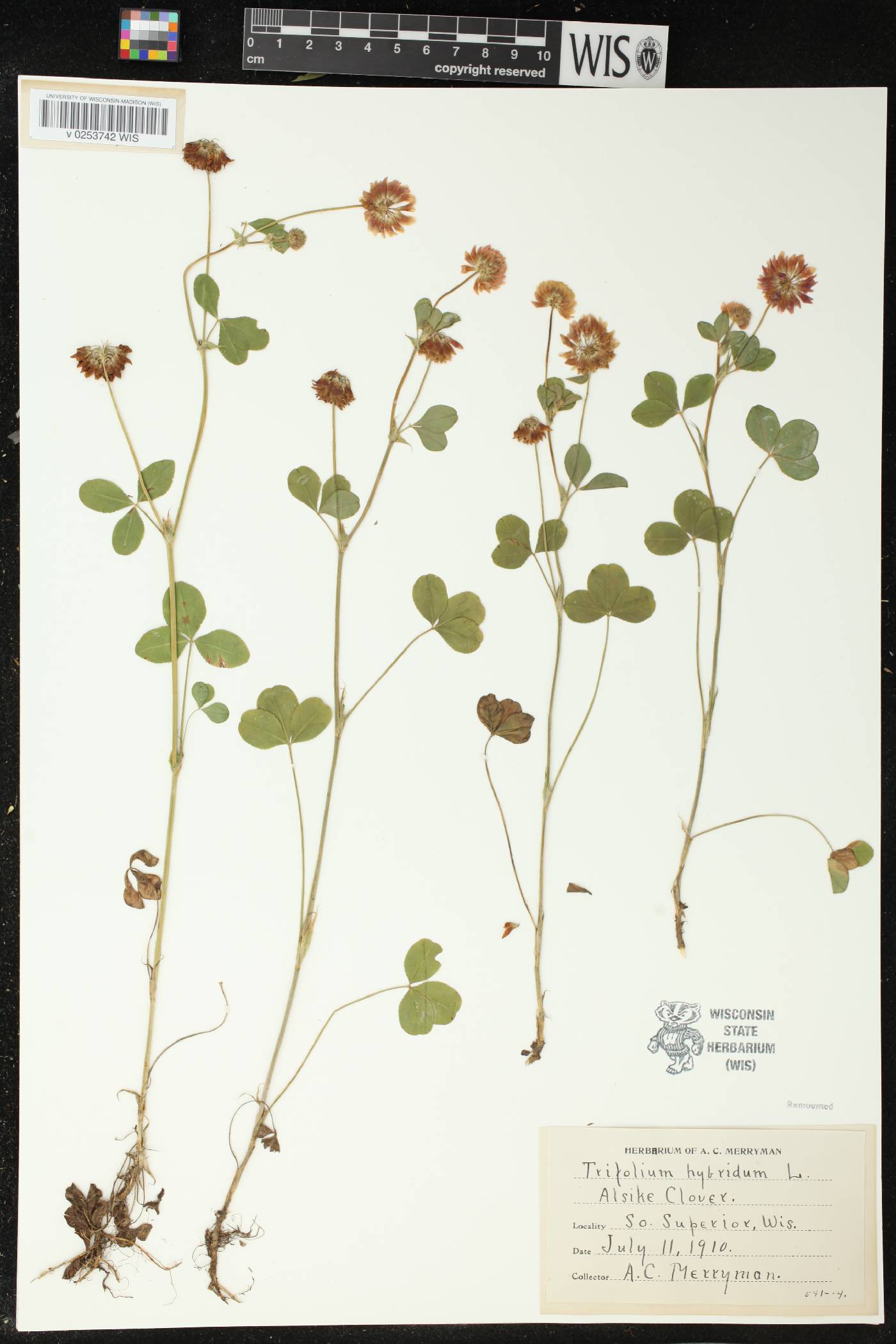 Trifolium hybridum image