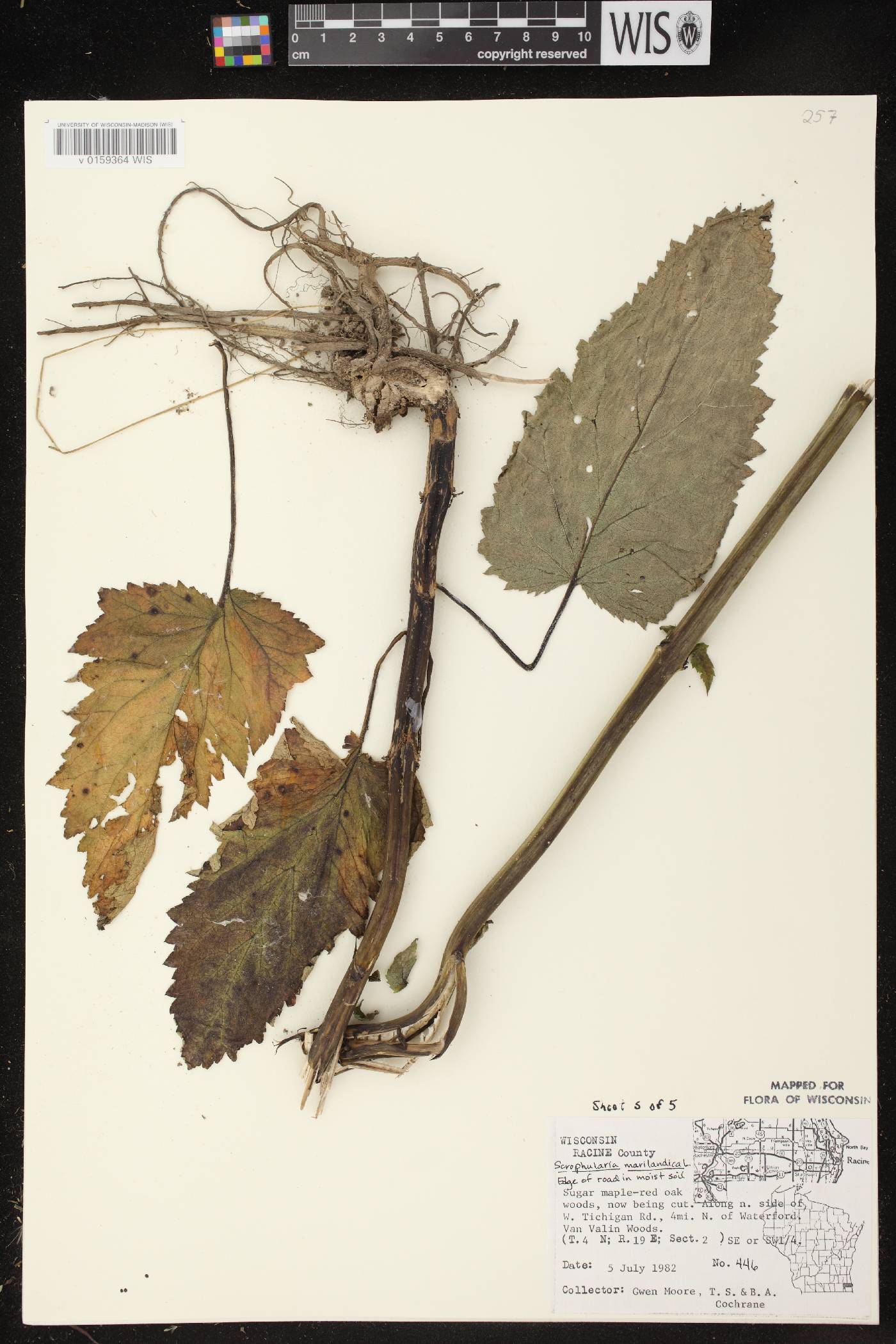 Scrophularia marilandica image