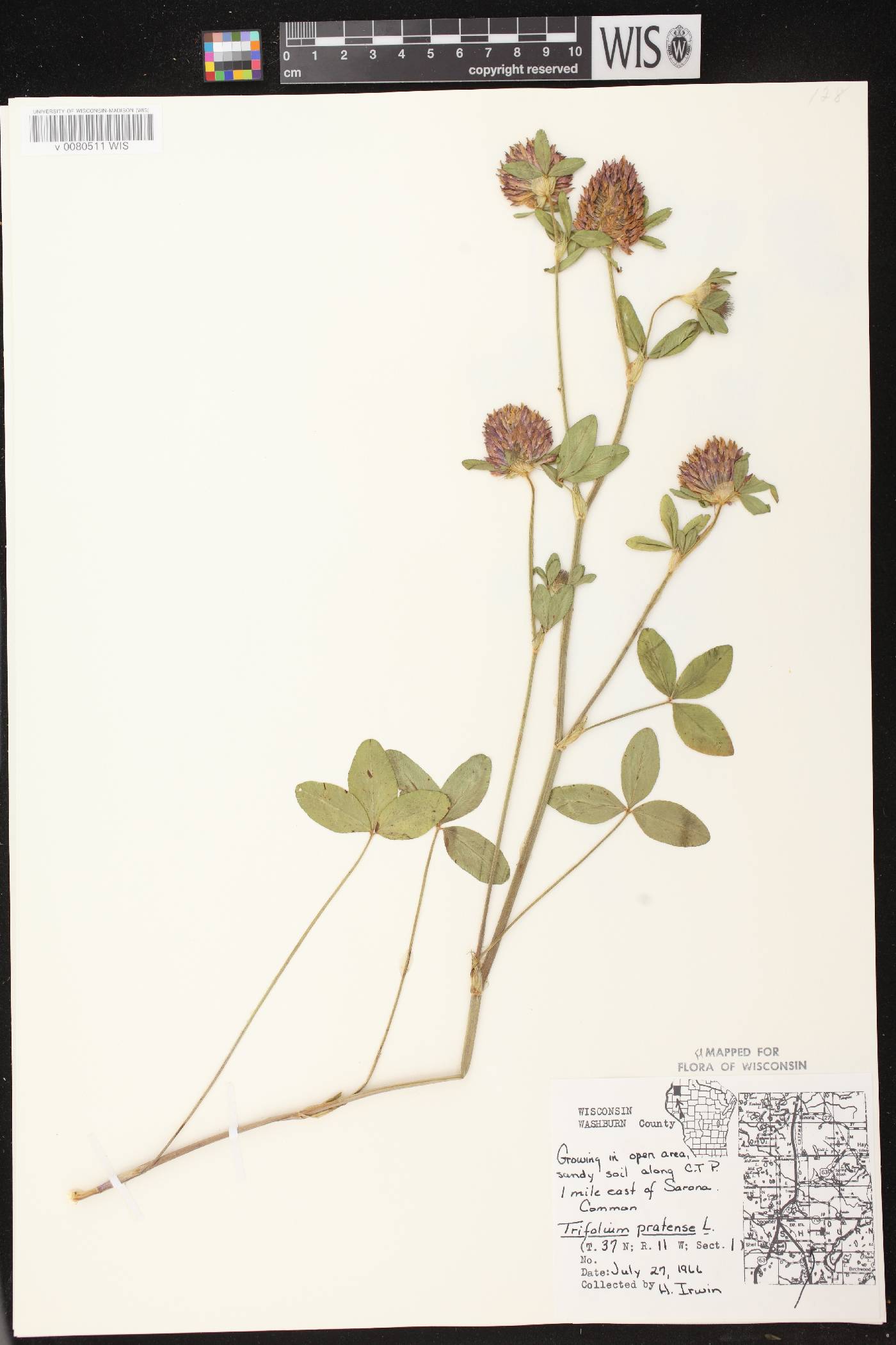 Trifolium pratense image