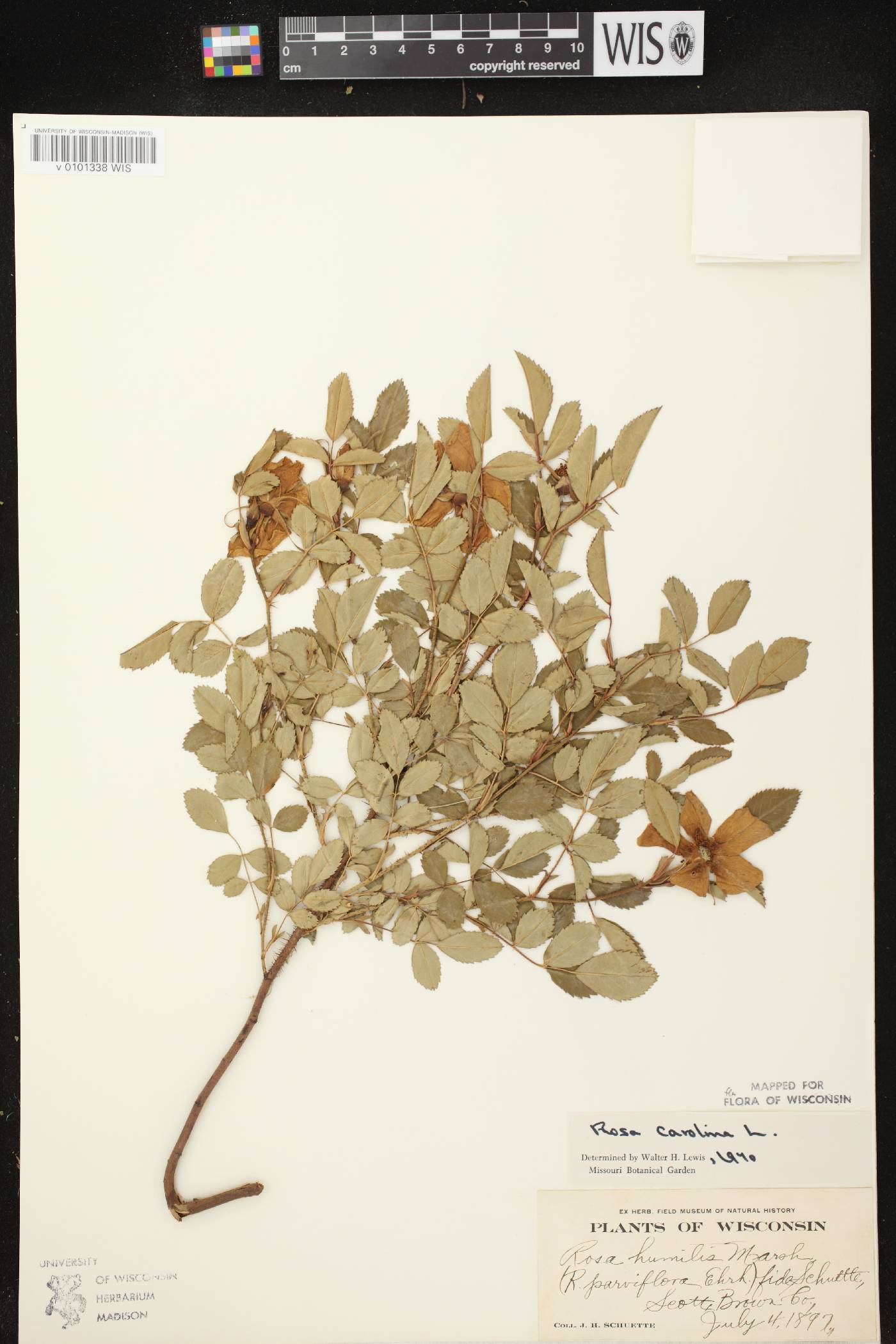 Rosa carolina image
