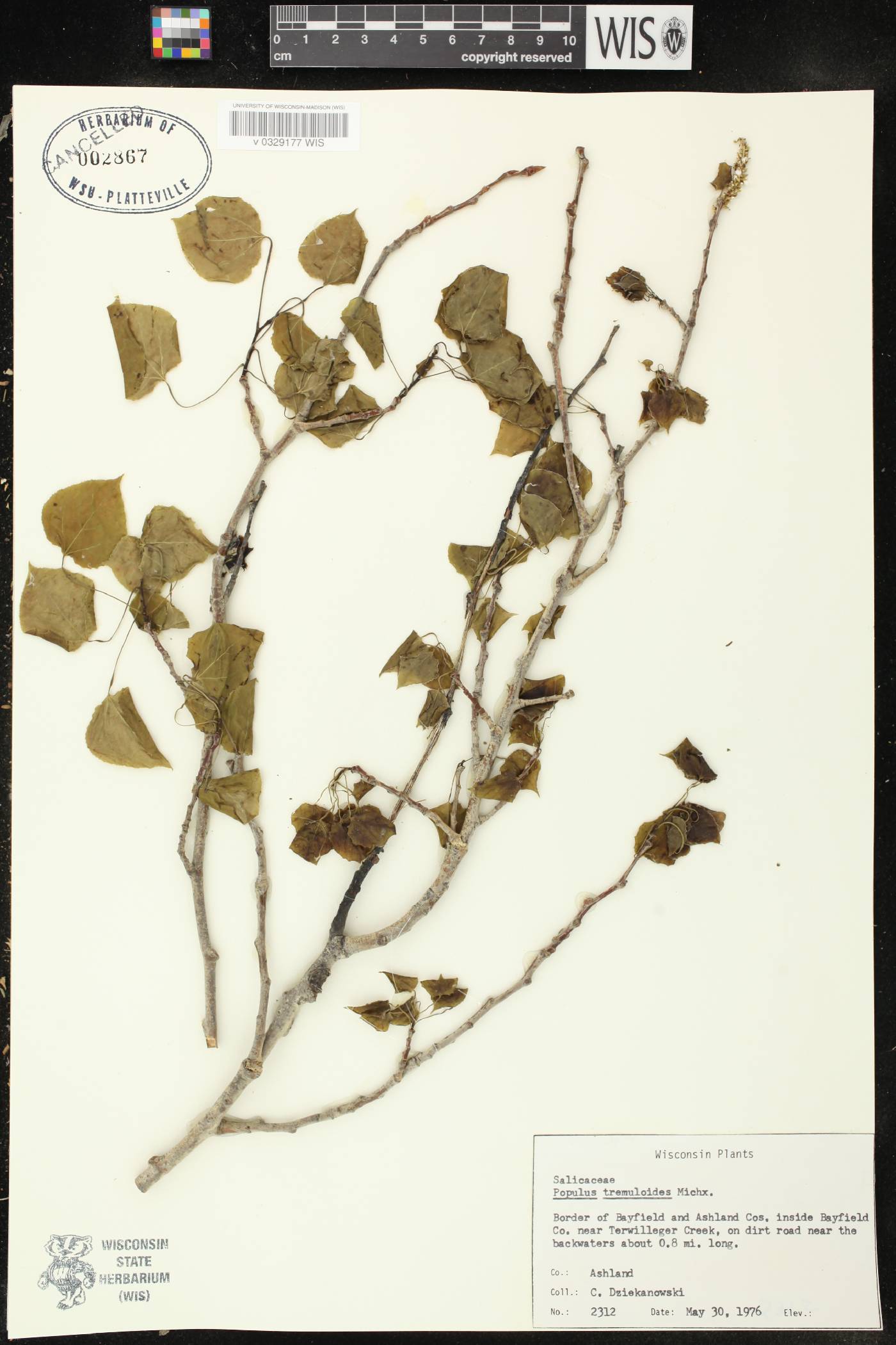 Populus tremuloides image
