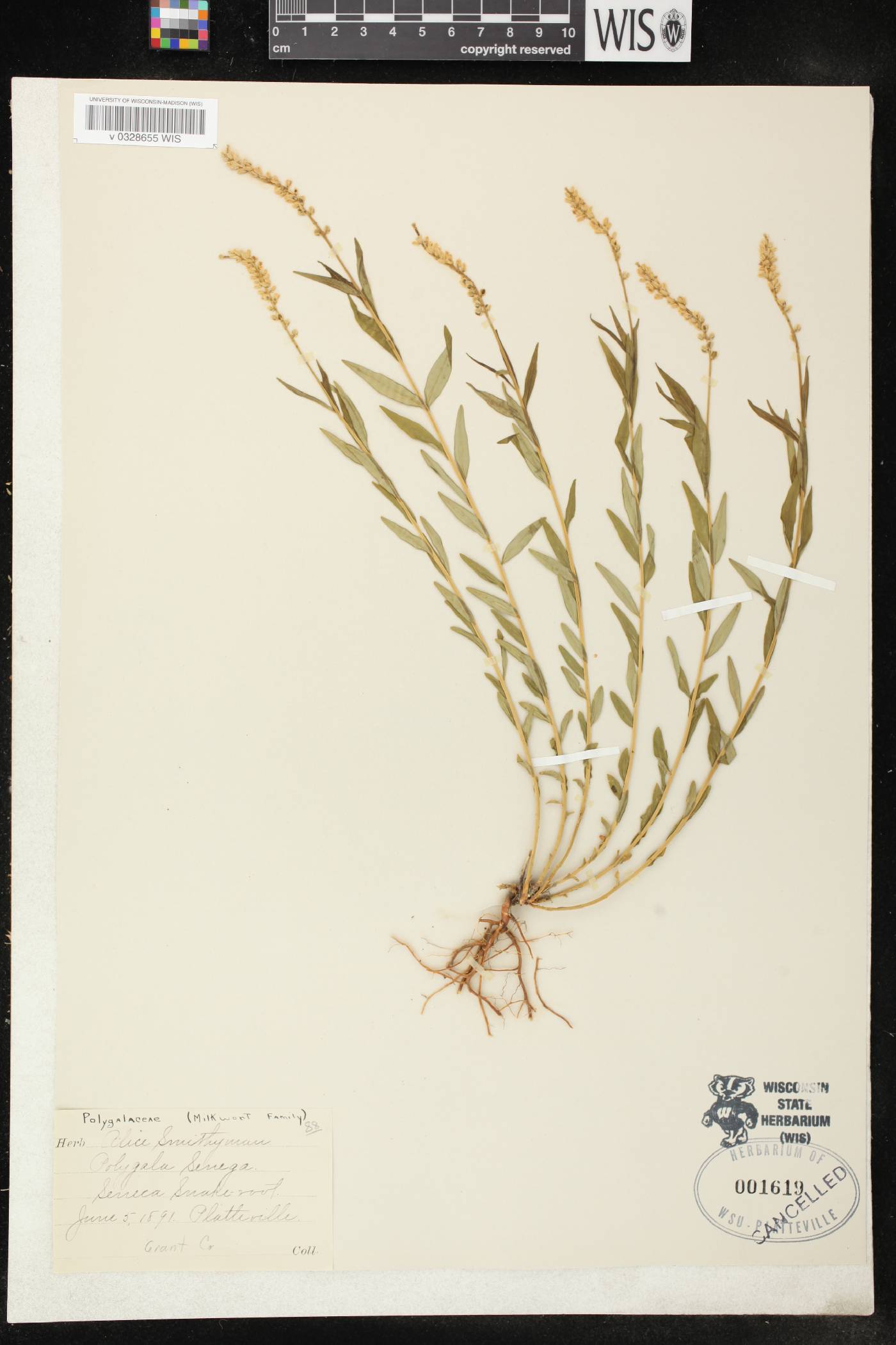 Polygala senega image