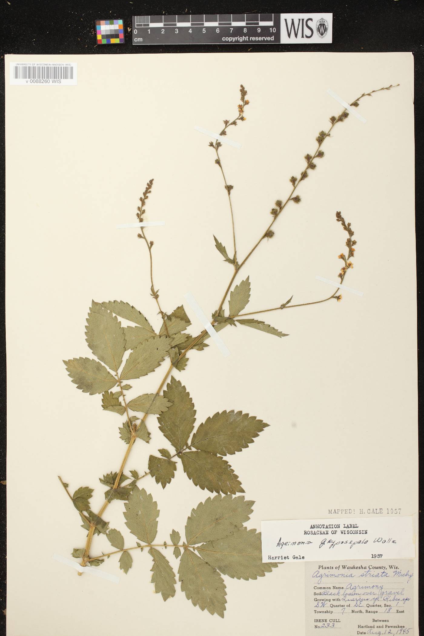 Agrimonia gryposepala image