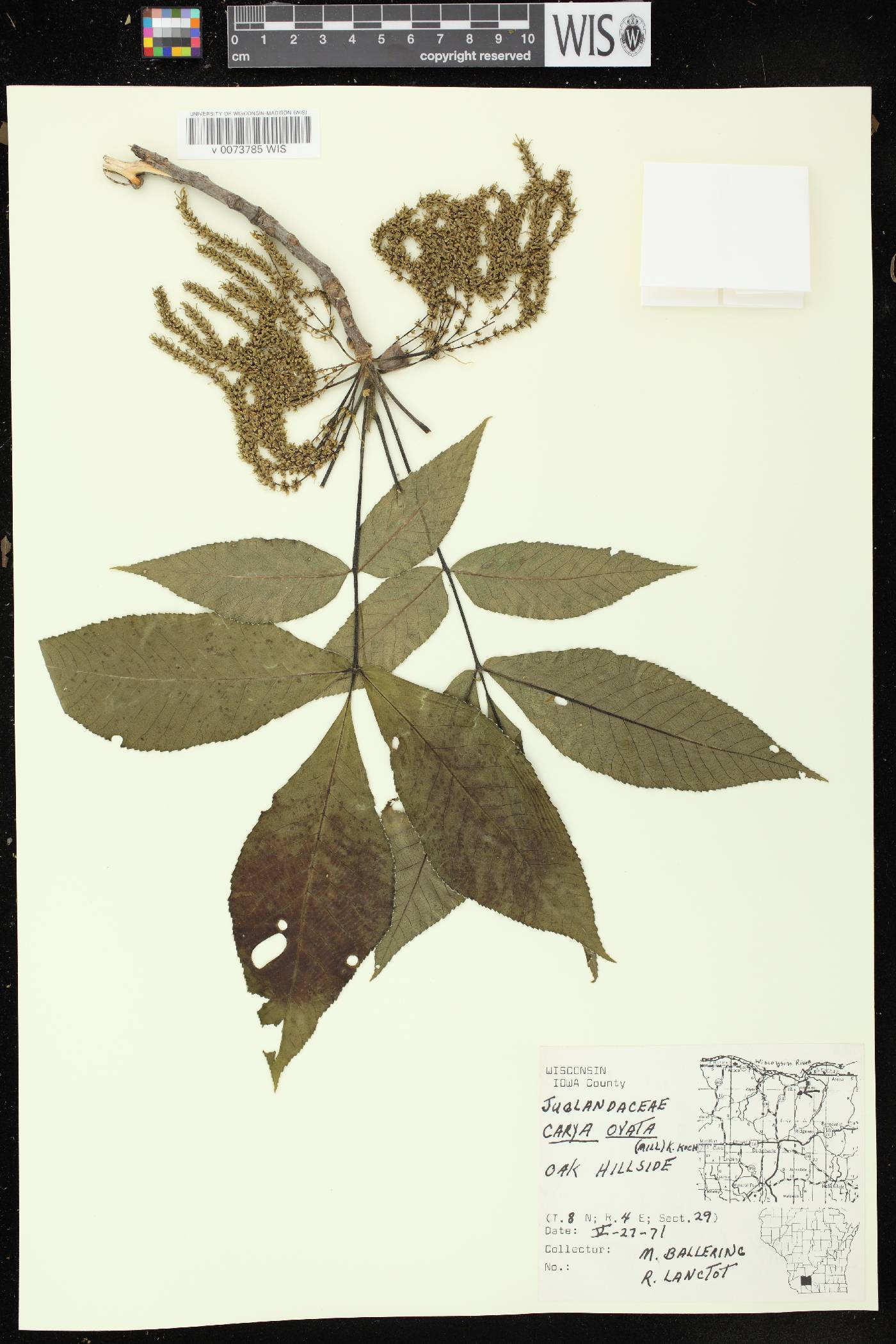 Carya ovata var. ovata image