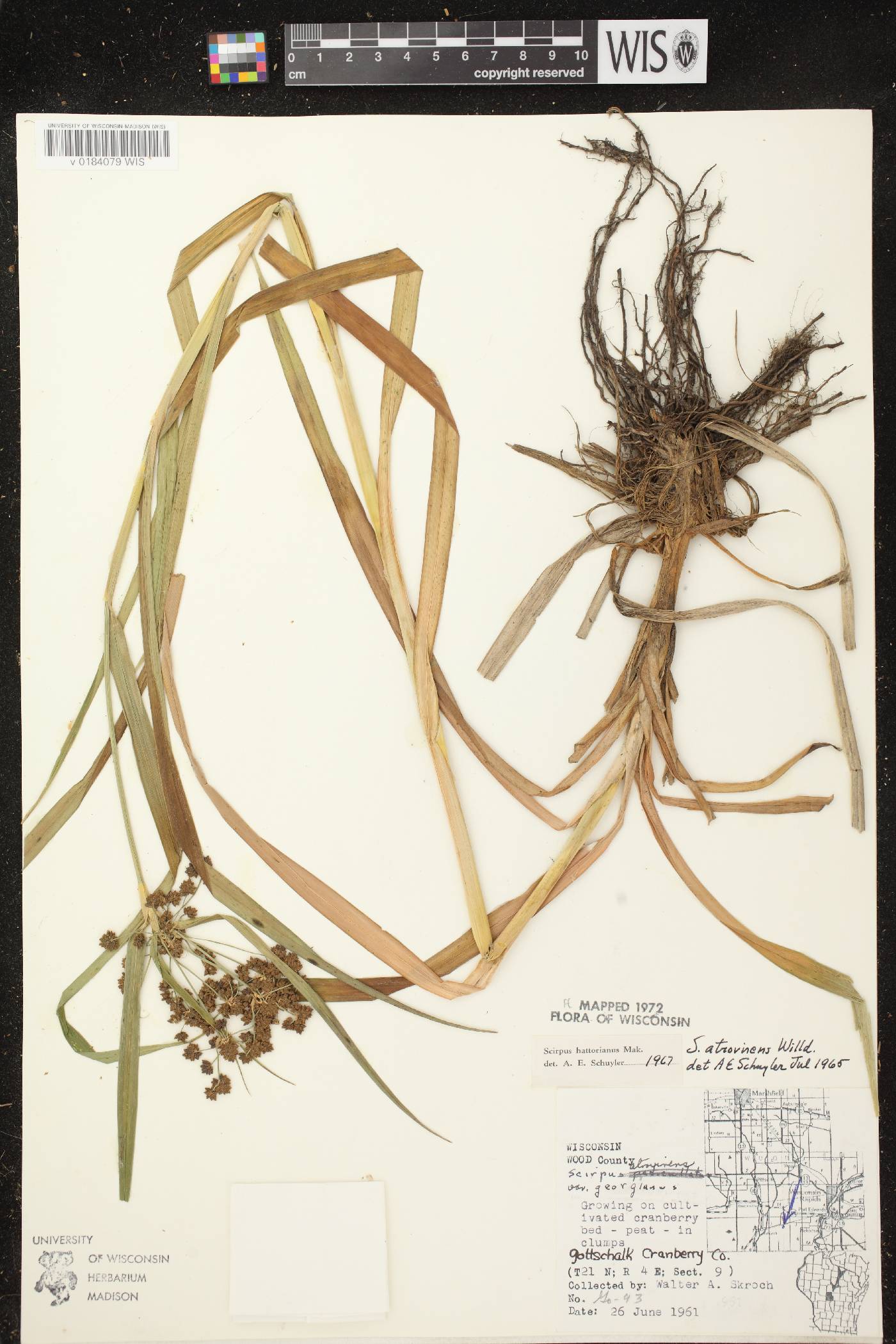 Scirpus hattorianus image