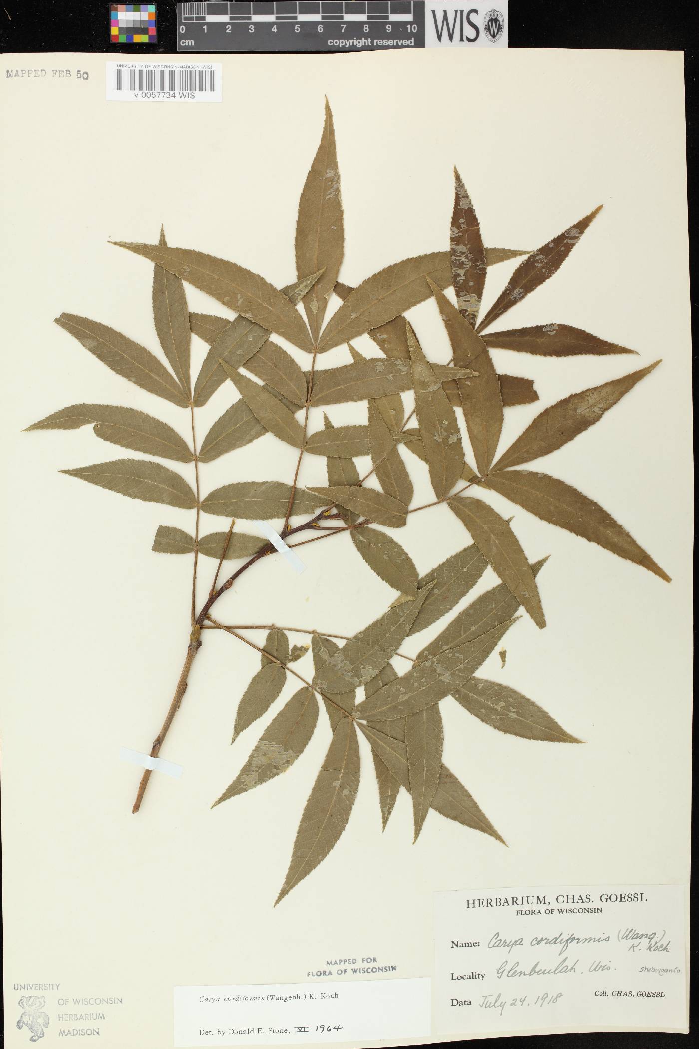 Carya cordiformis image