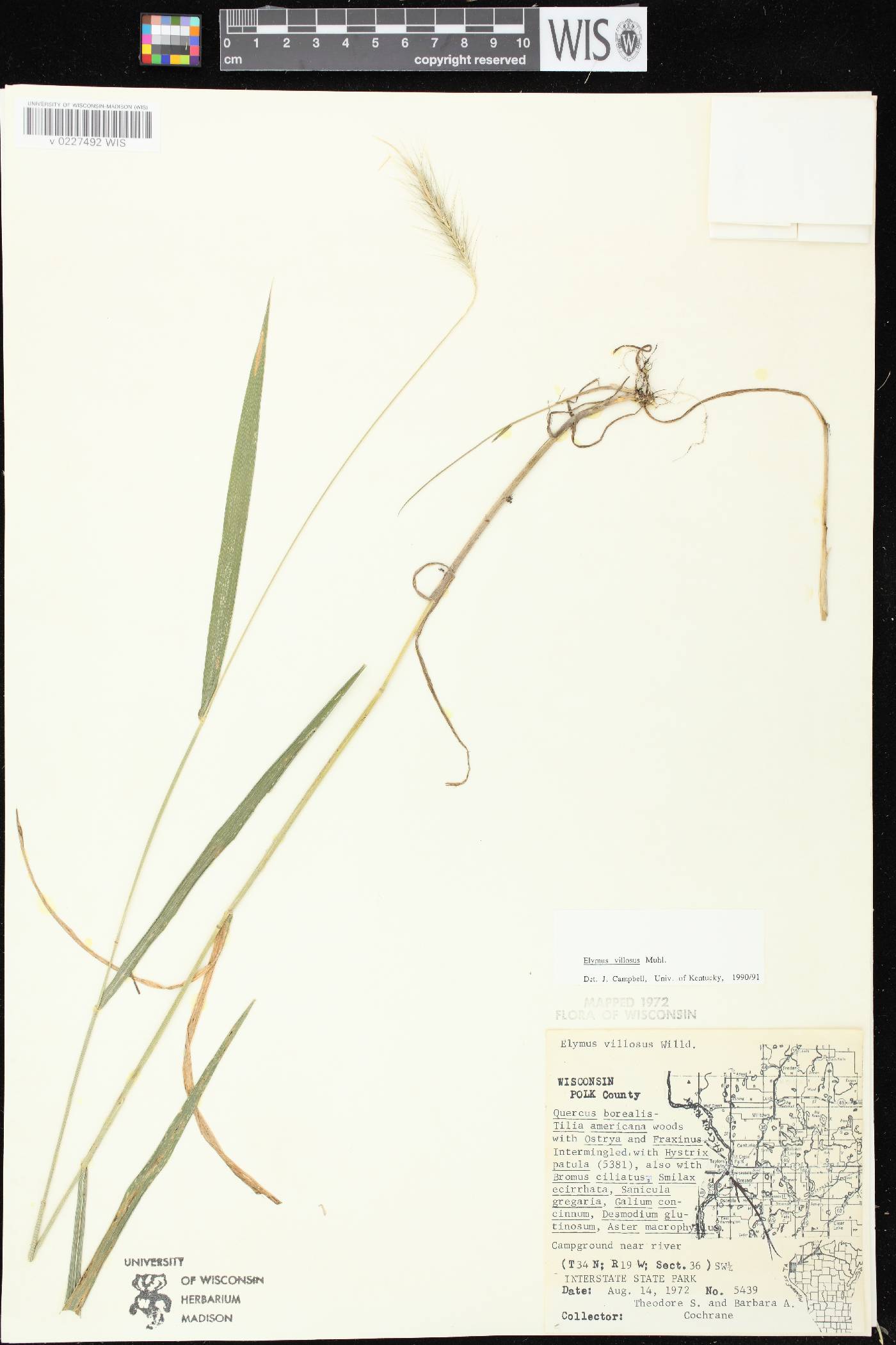 Elymus villosus var. villosus image