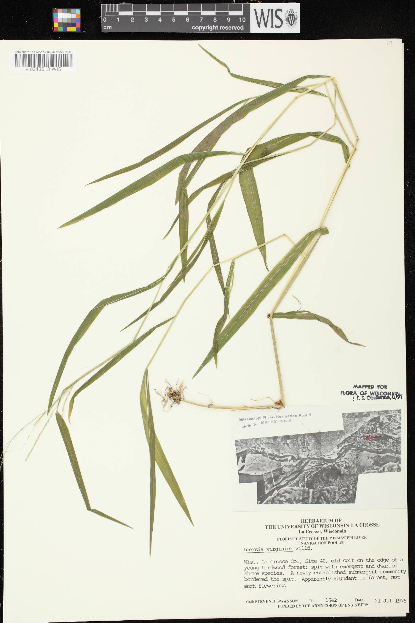 Leersia virginica image