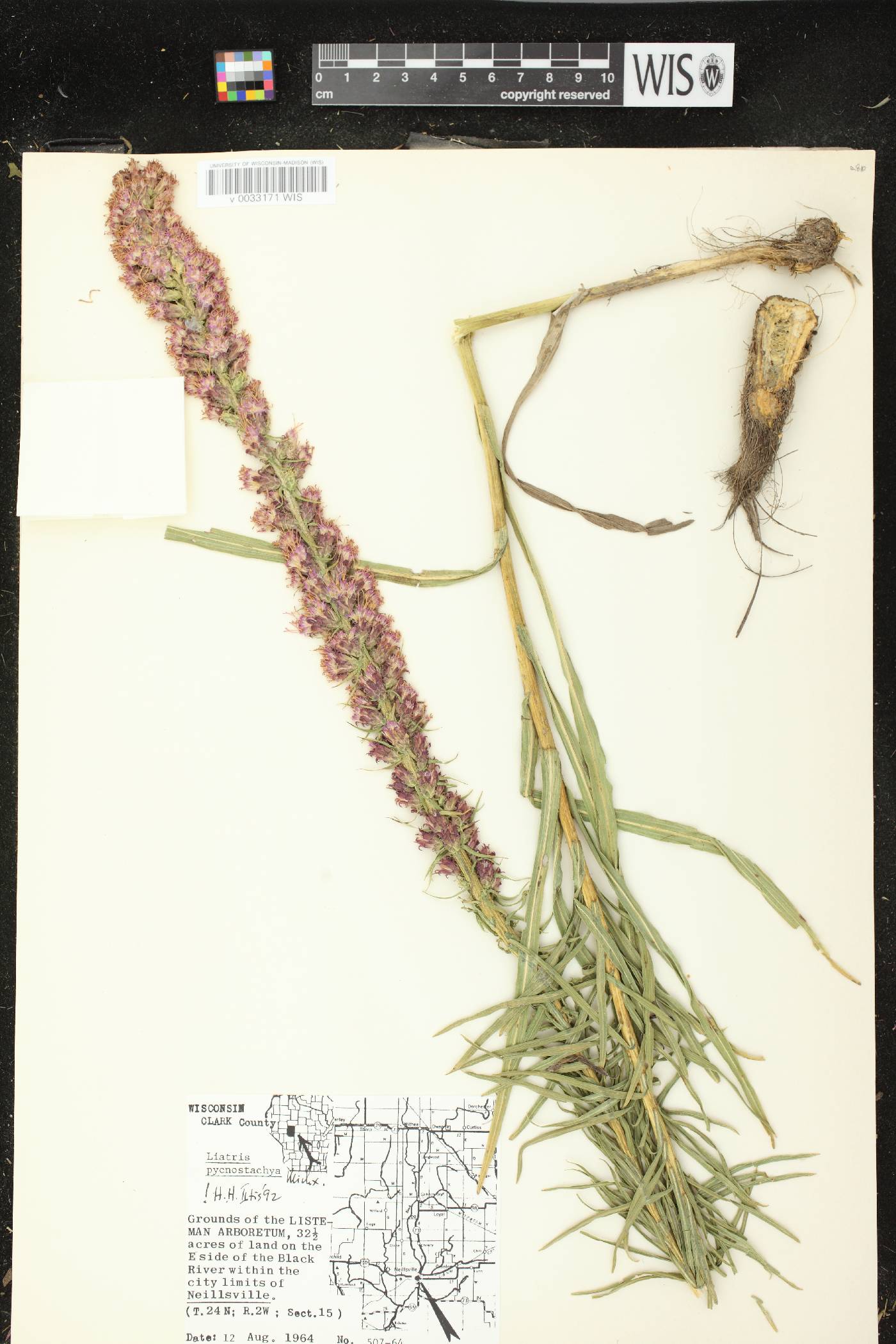 Liatris pycnostachya image