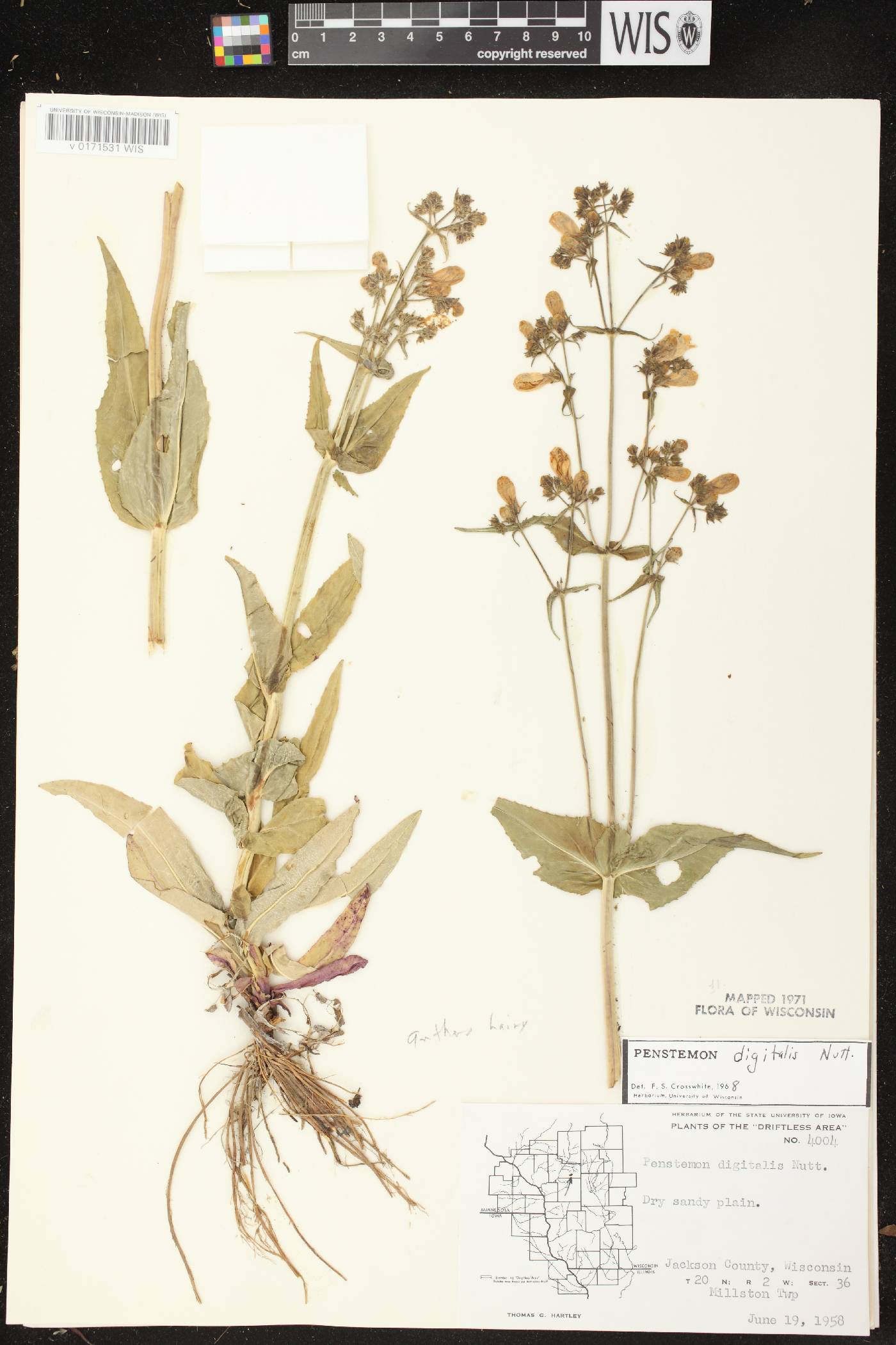 Penstemon digitalis image