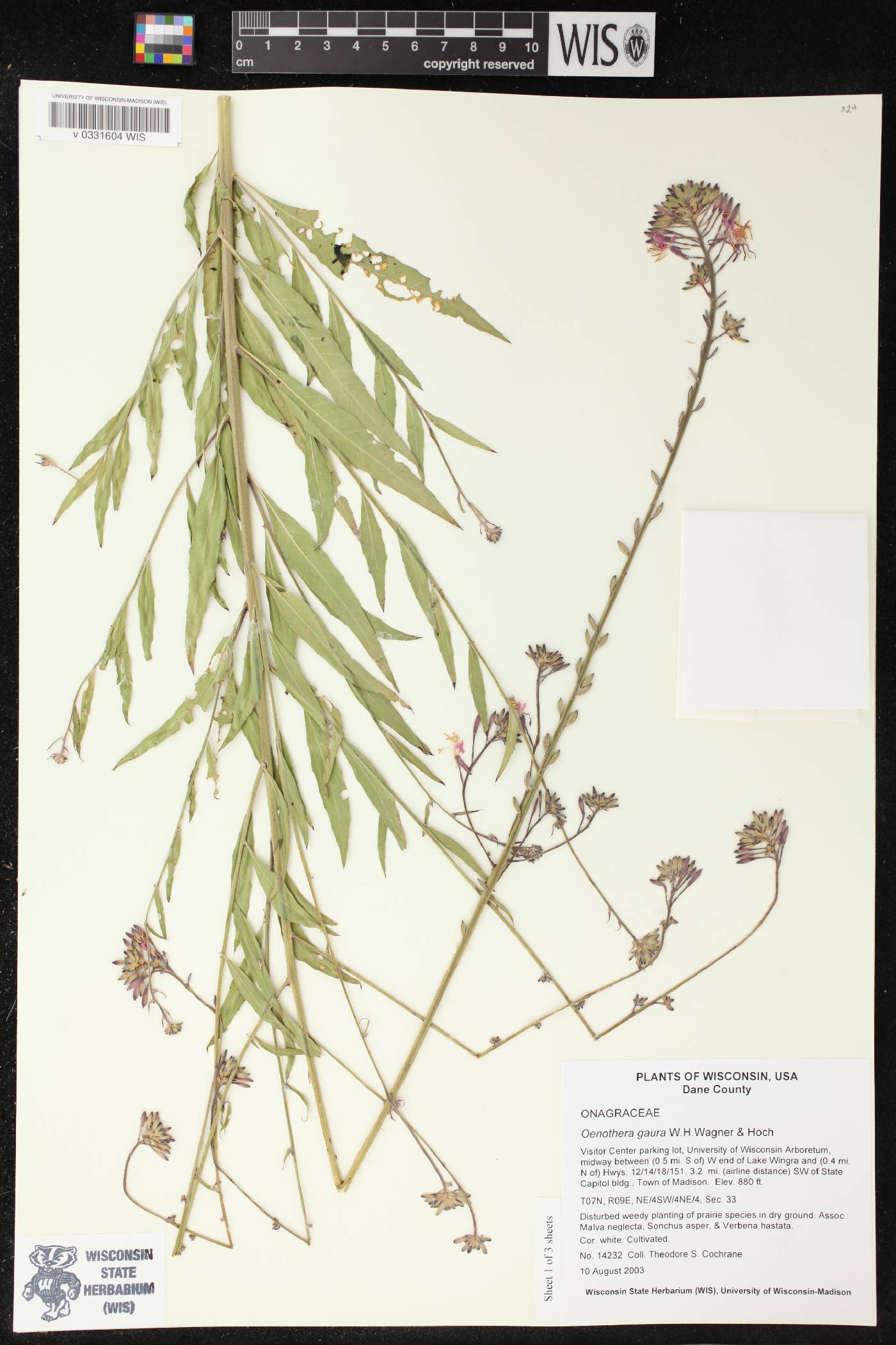 Oenothera gaura image