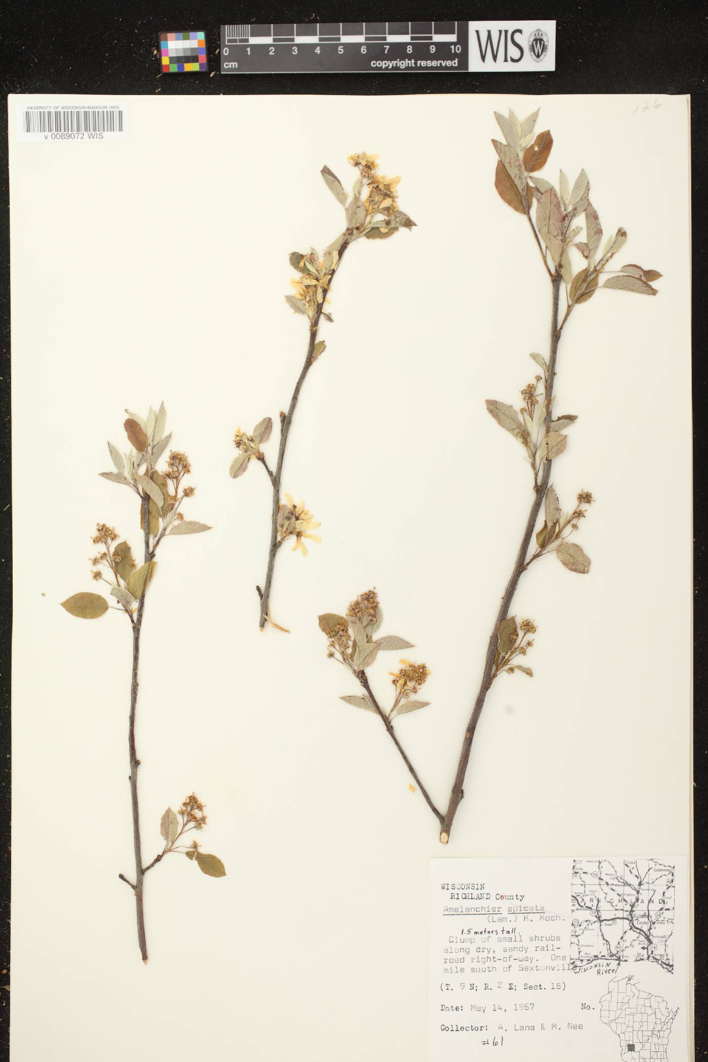 Amelanchier spicata image