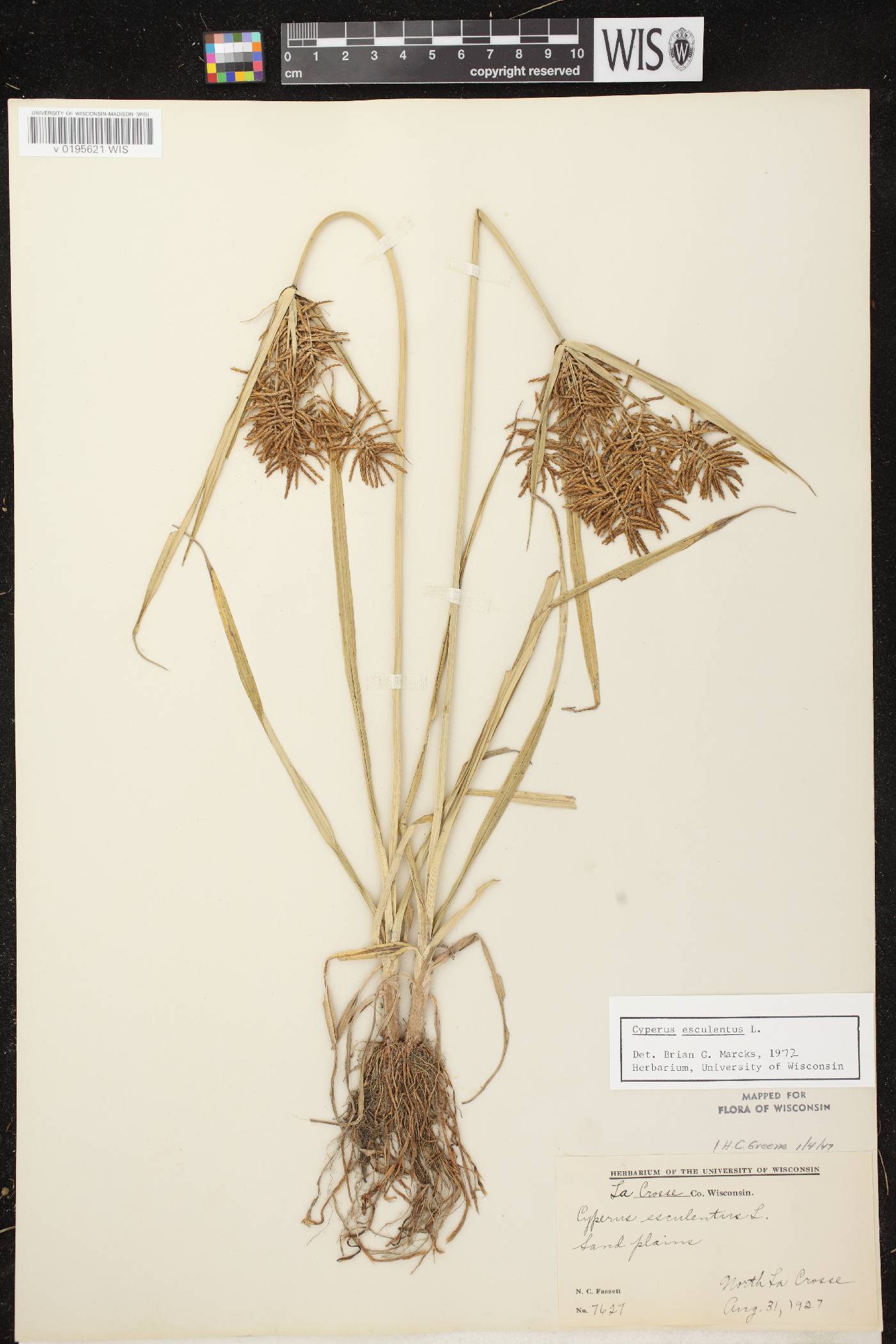 Cyperus esculentus var. leptostachyus image