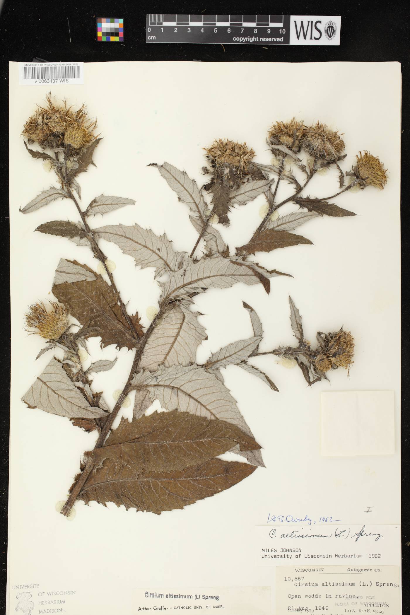 Cirsium altissimum image