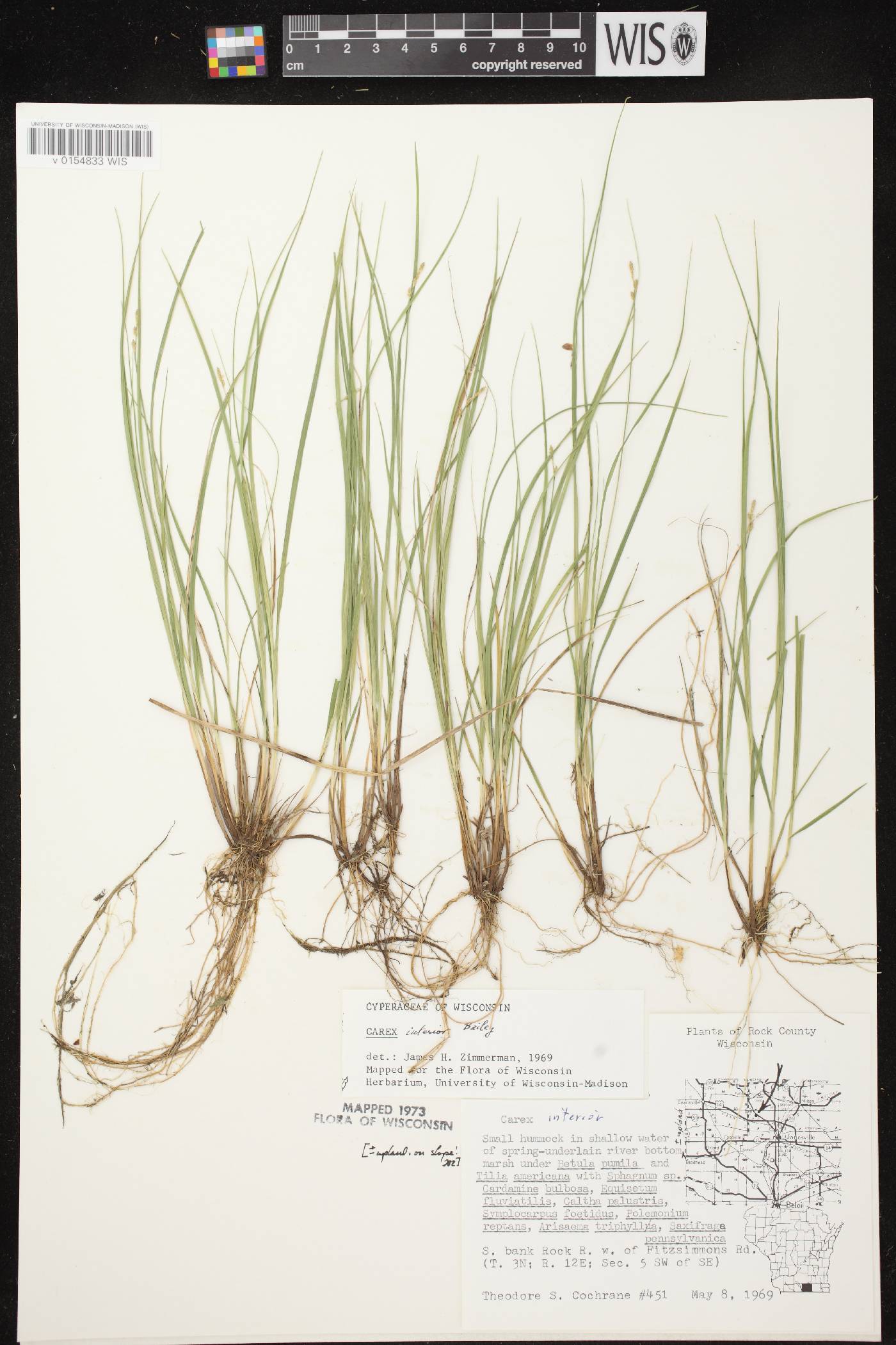 Carex interior image