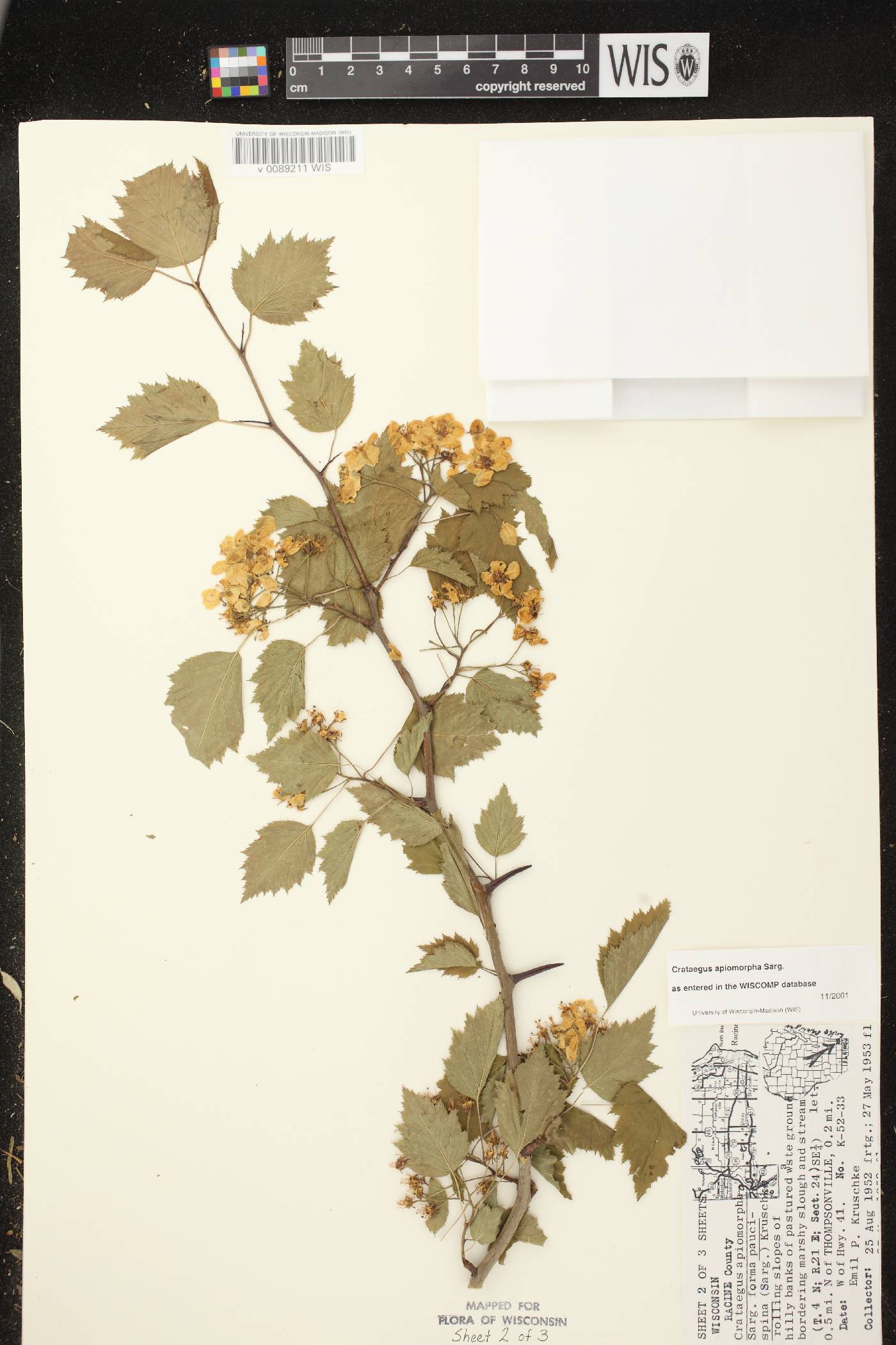 Crataegus fluviatilis image