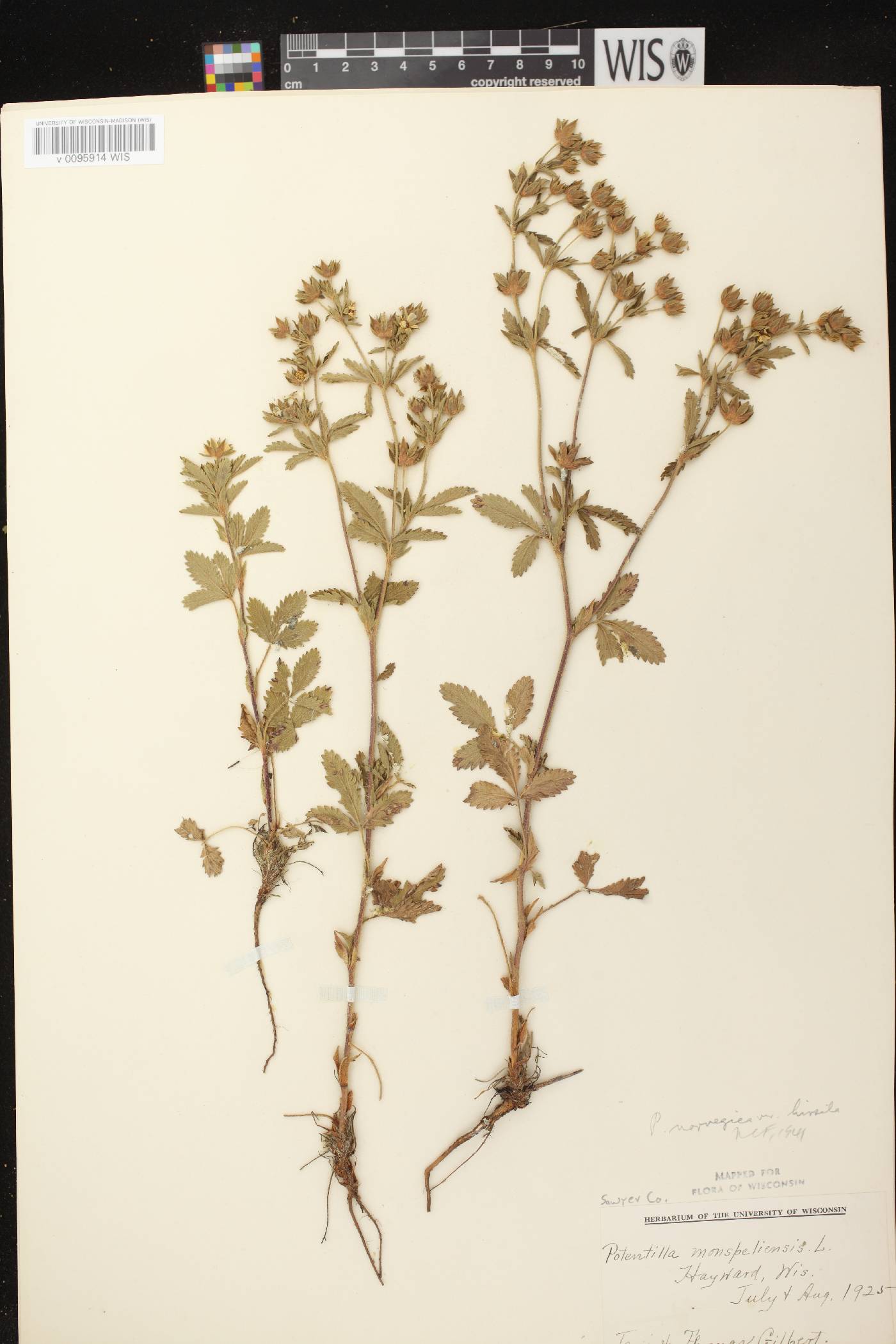 Potentilla norvegica image
