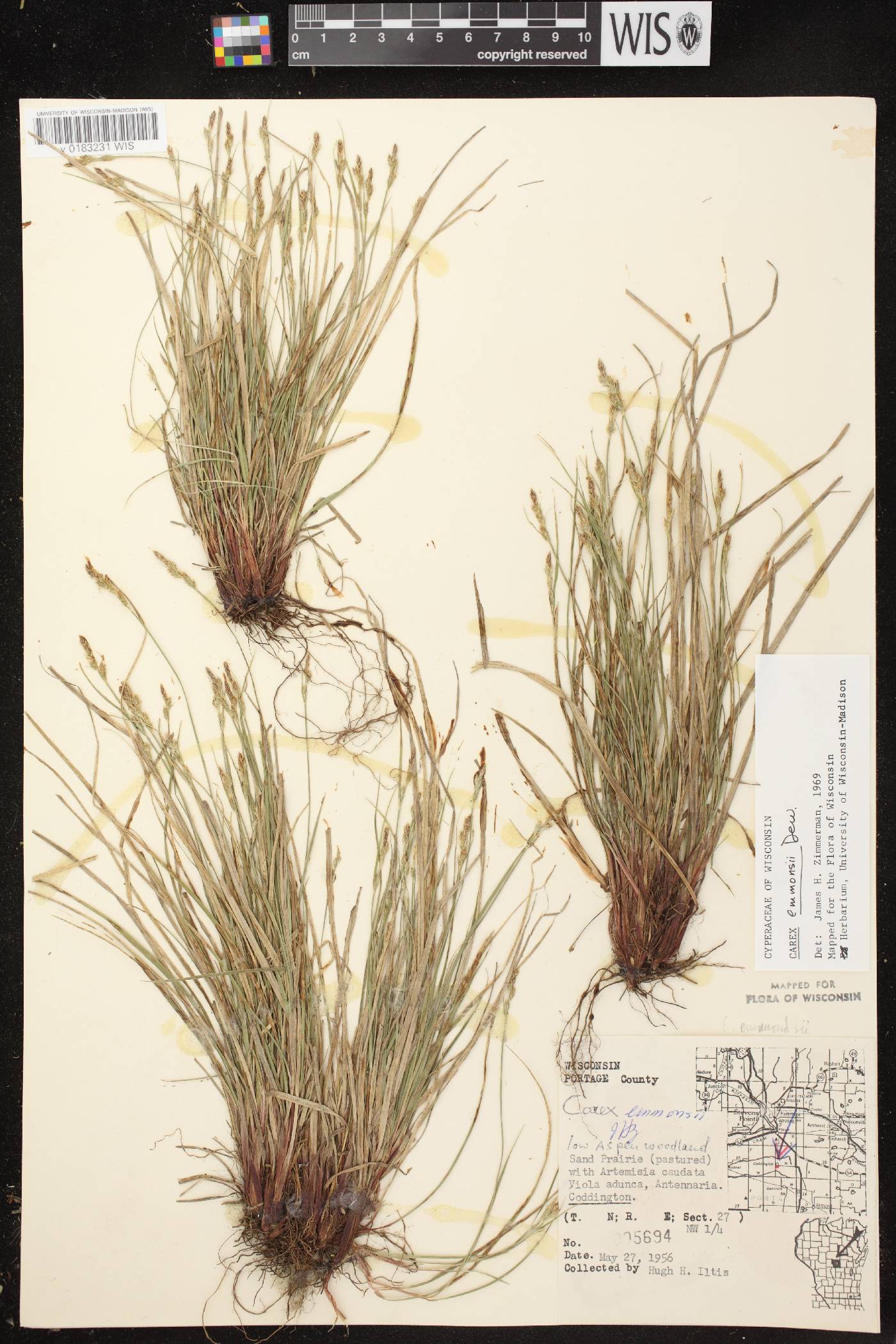 Carex albicans image