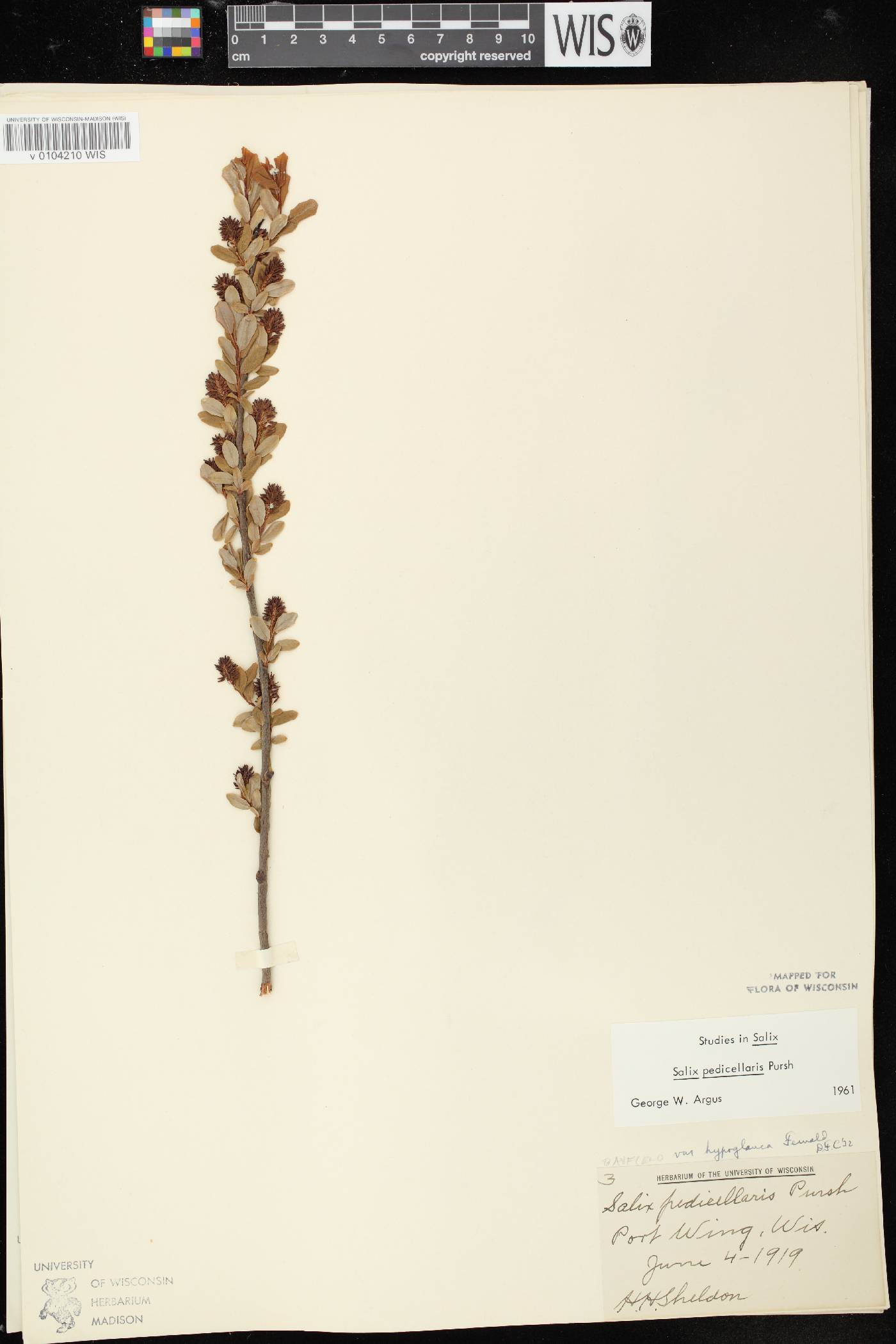 Salix pedicellaris image