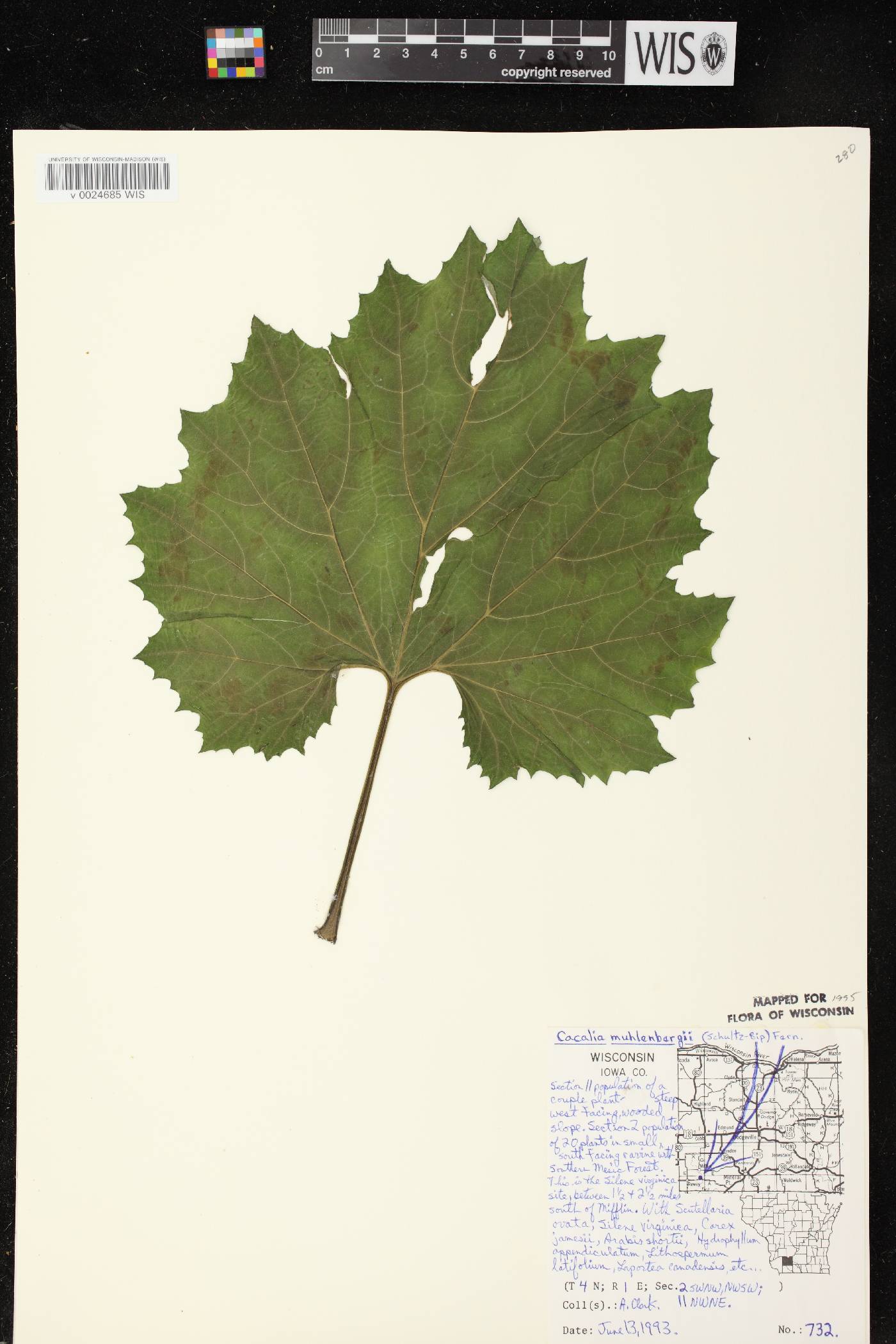 Arnoglossum reniforme image