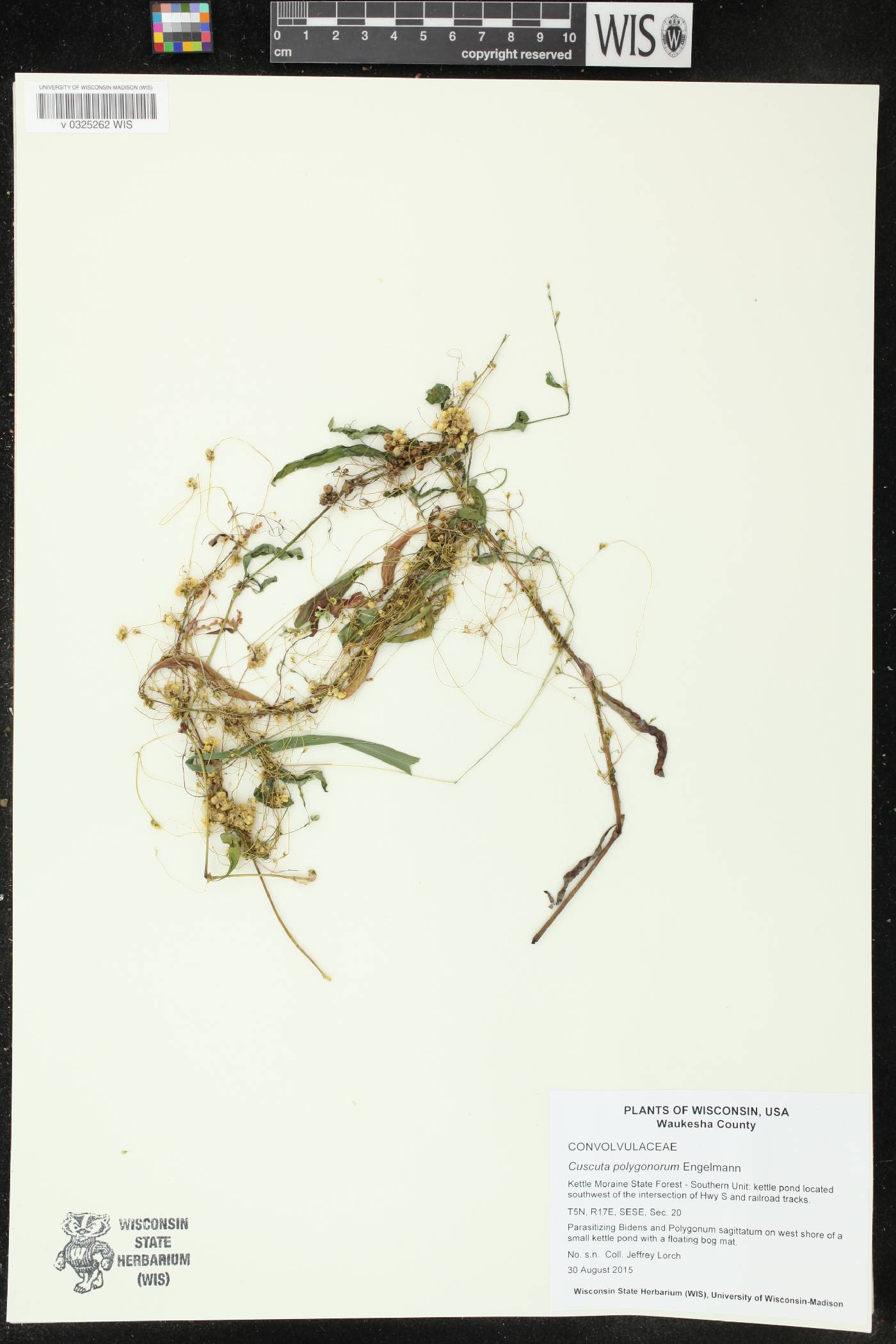 Cuscuta polygonorum image