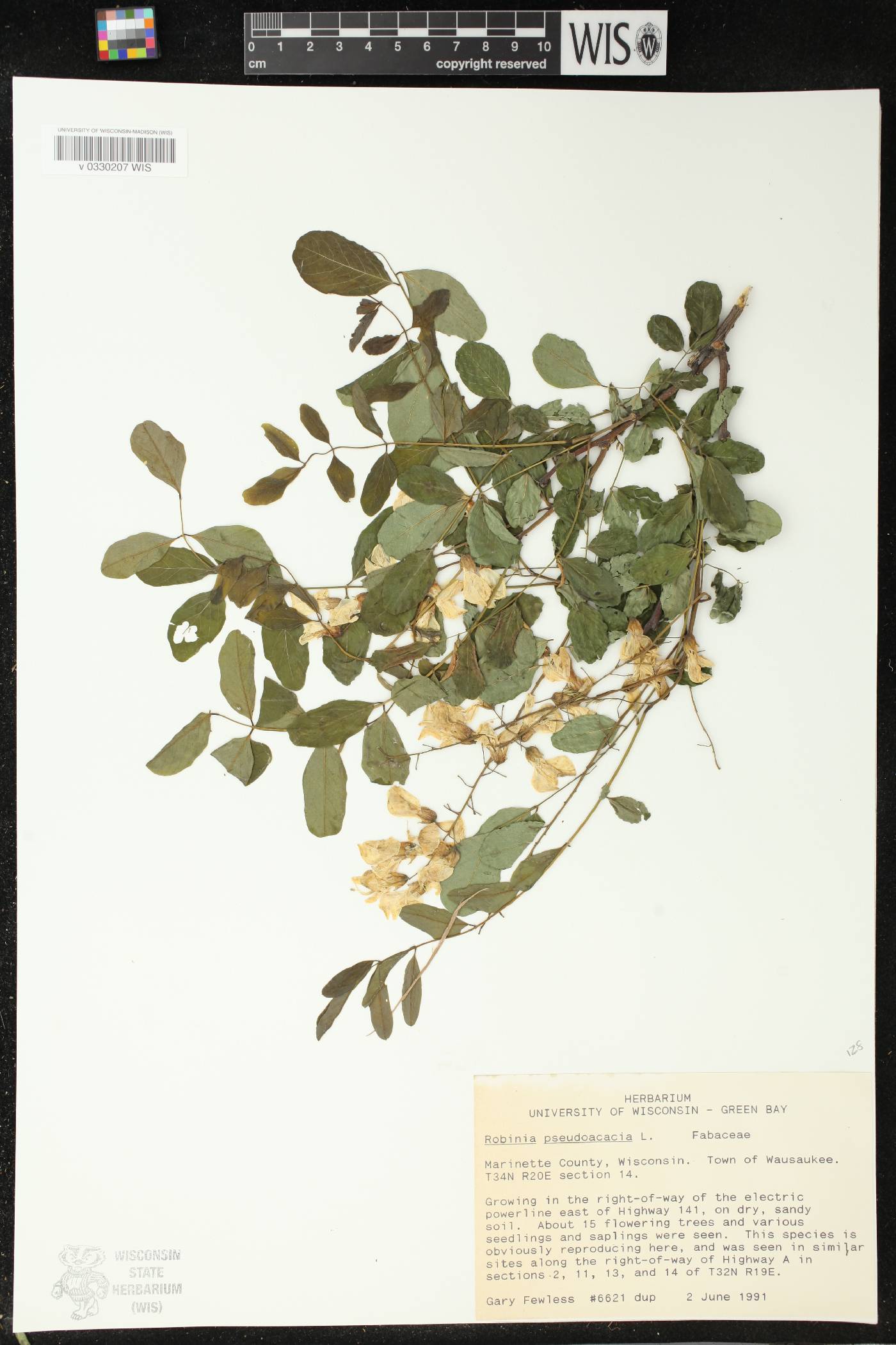 Robinia pseudoacacia image