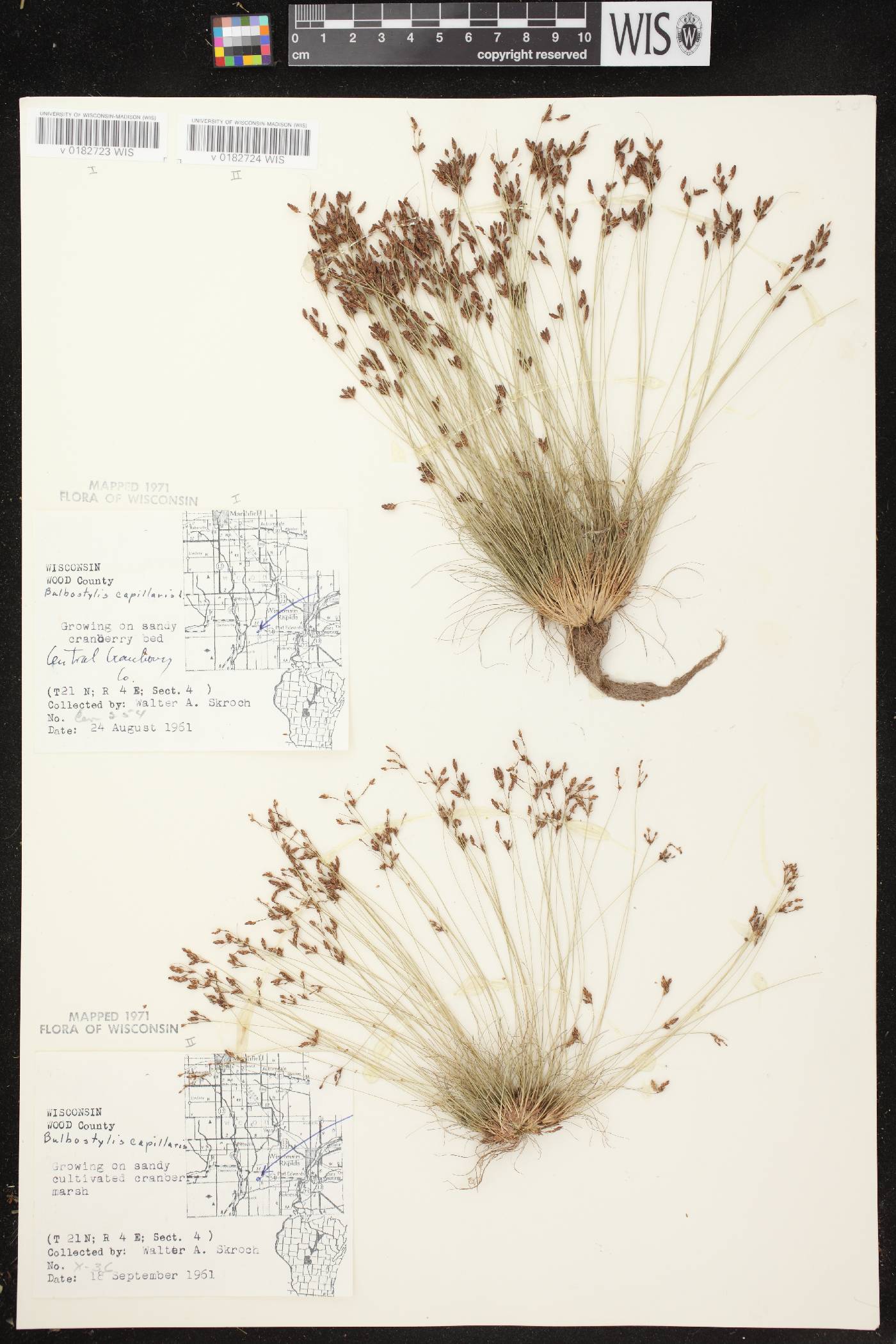Bulbostylis capillaris image