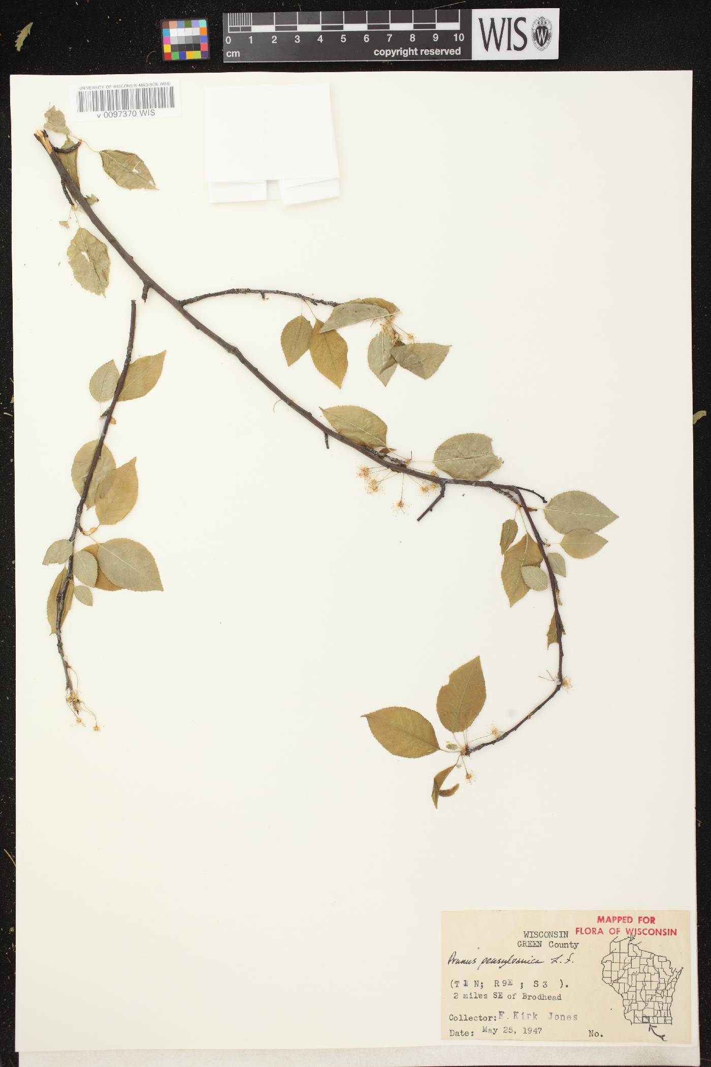 Prunus pensylvanica image
