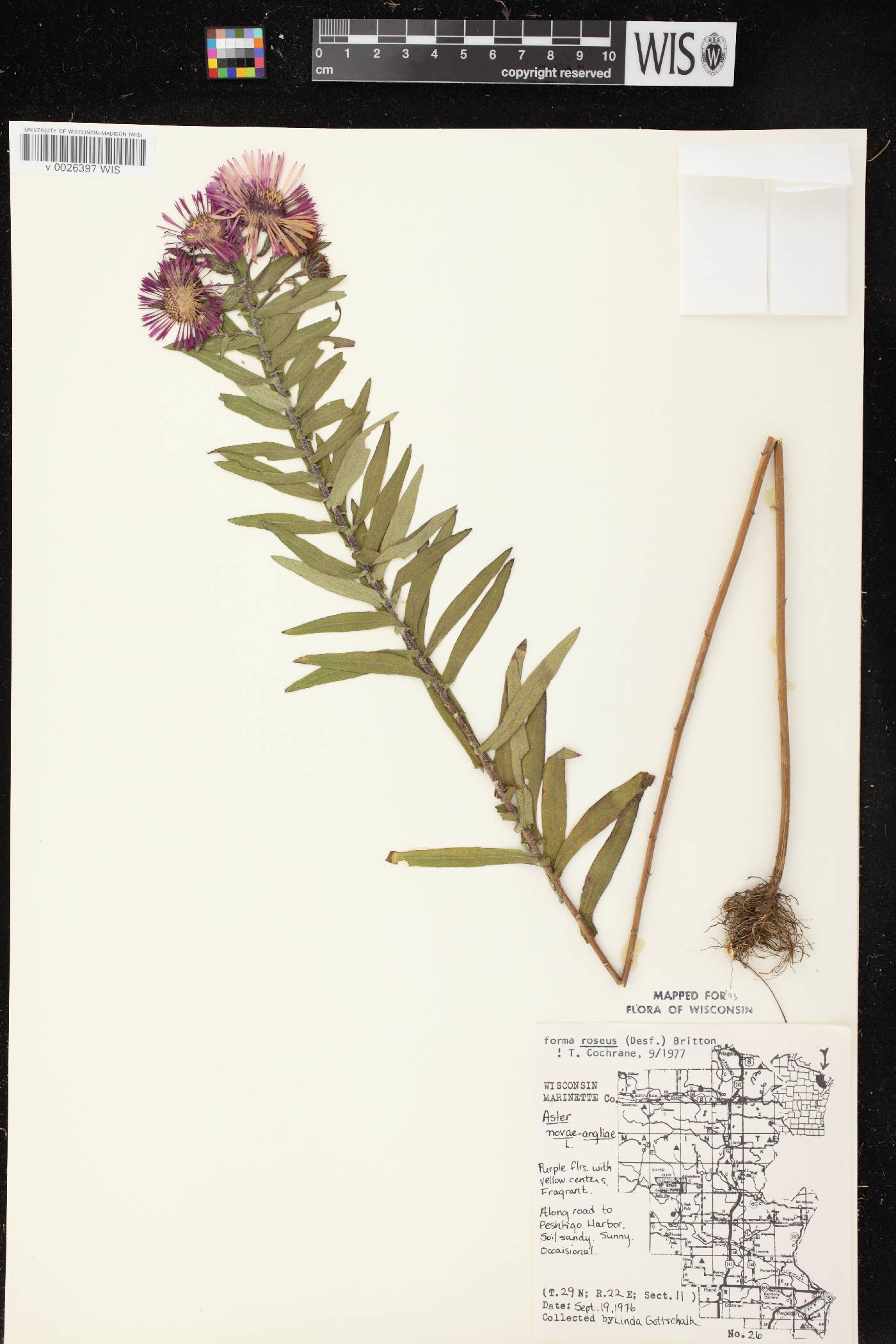 Symphyotrichum novae-angliae image