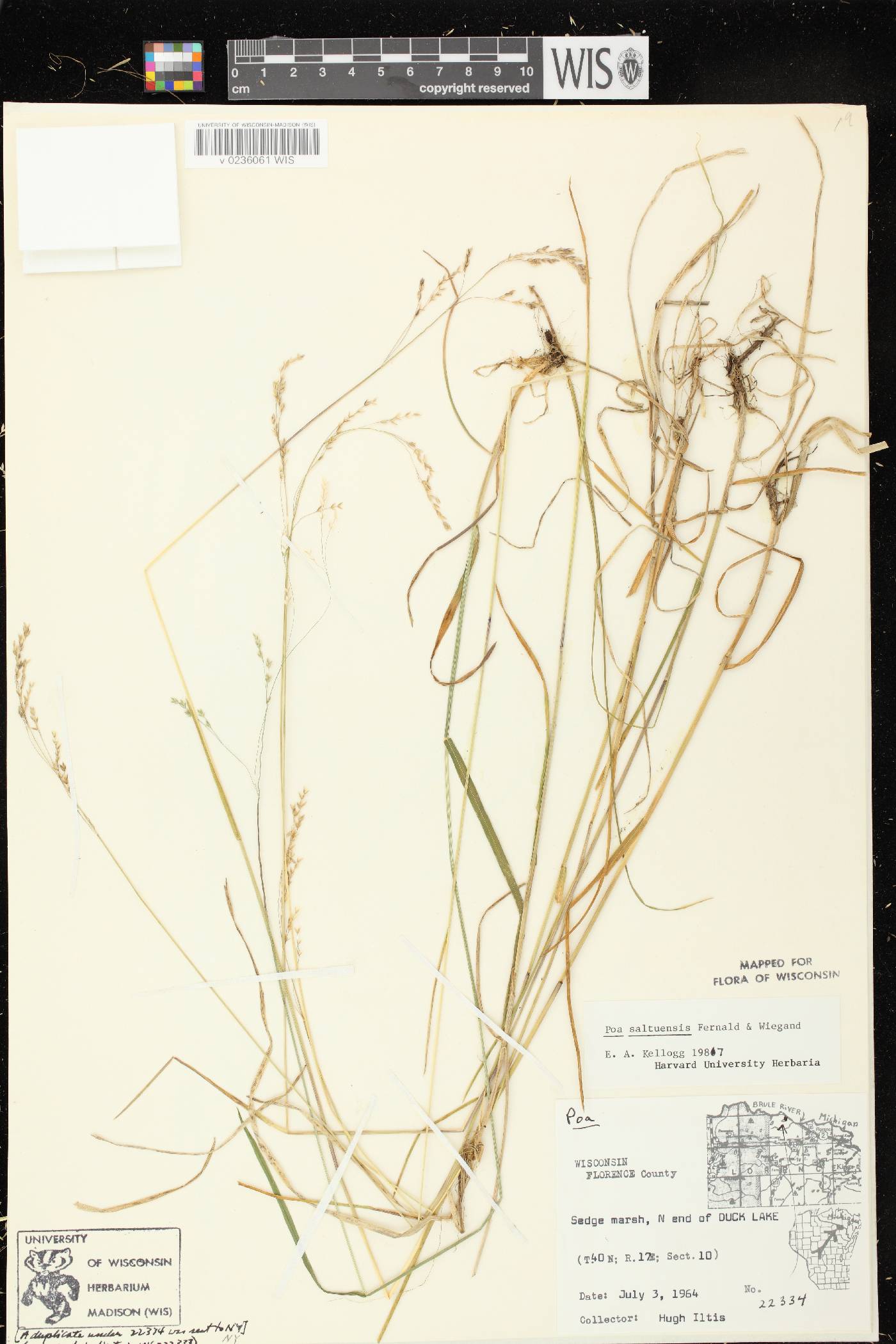 Poa saltuensis image