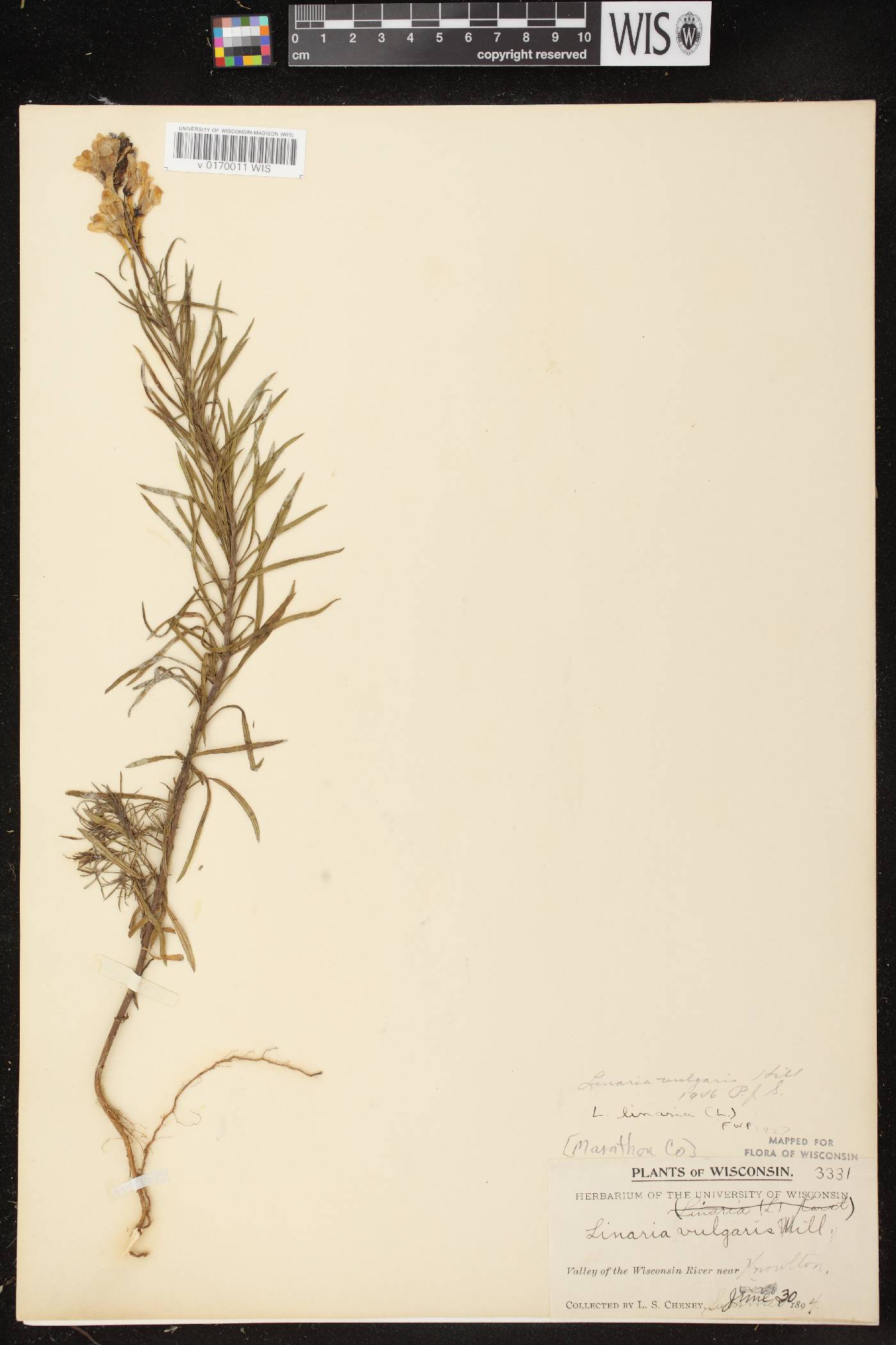Linaria vulgaris image