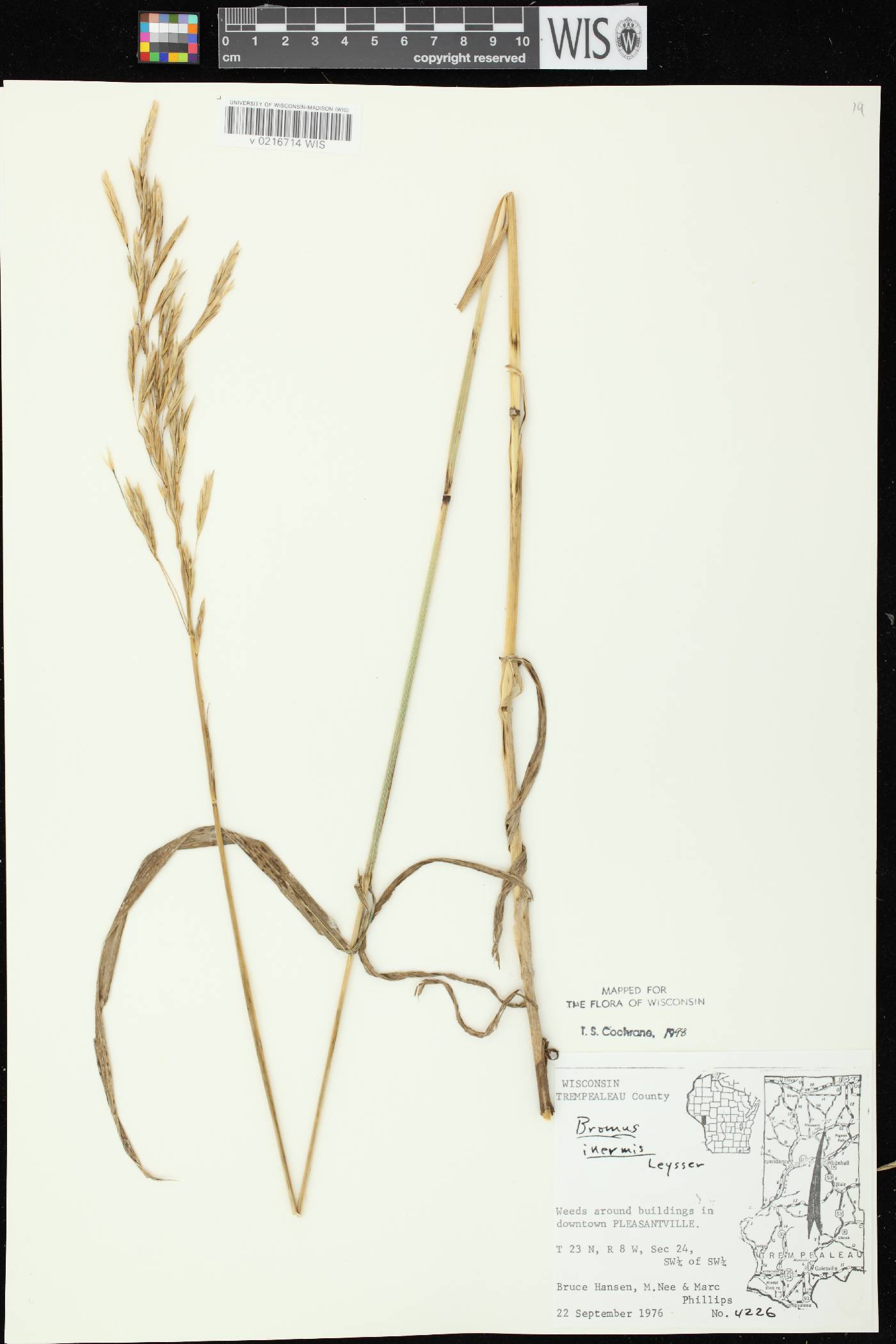 Bromus inermis image