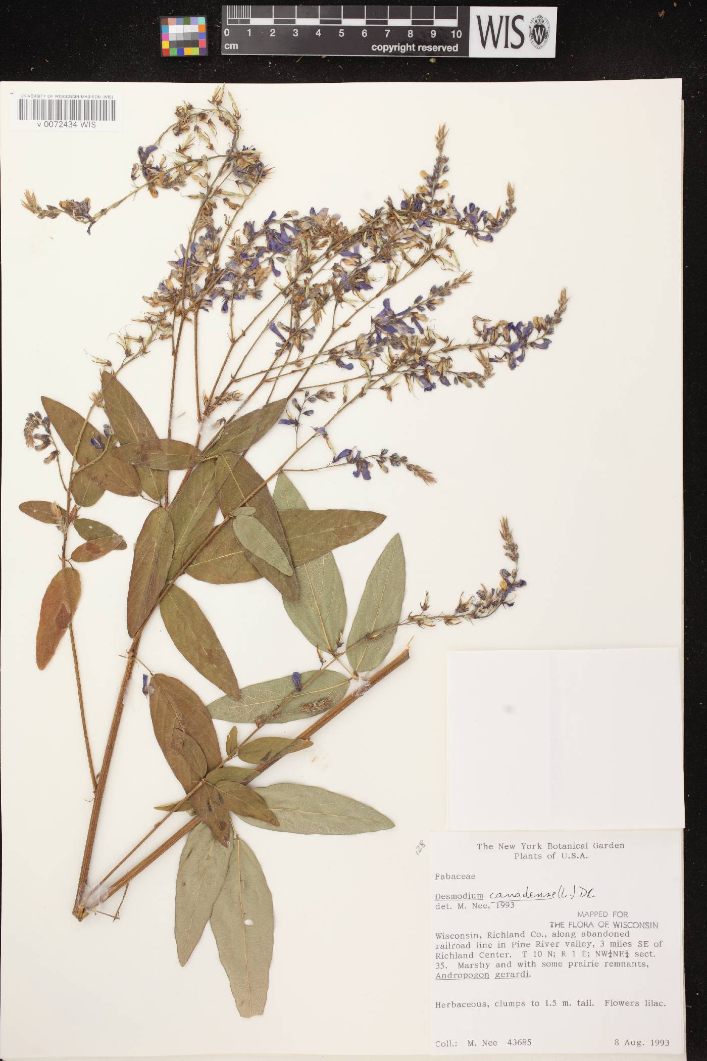 Desmodium canadense image