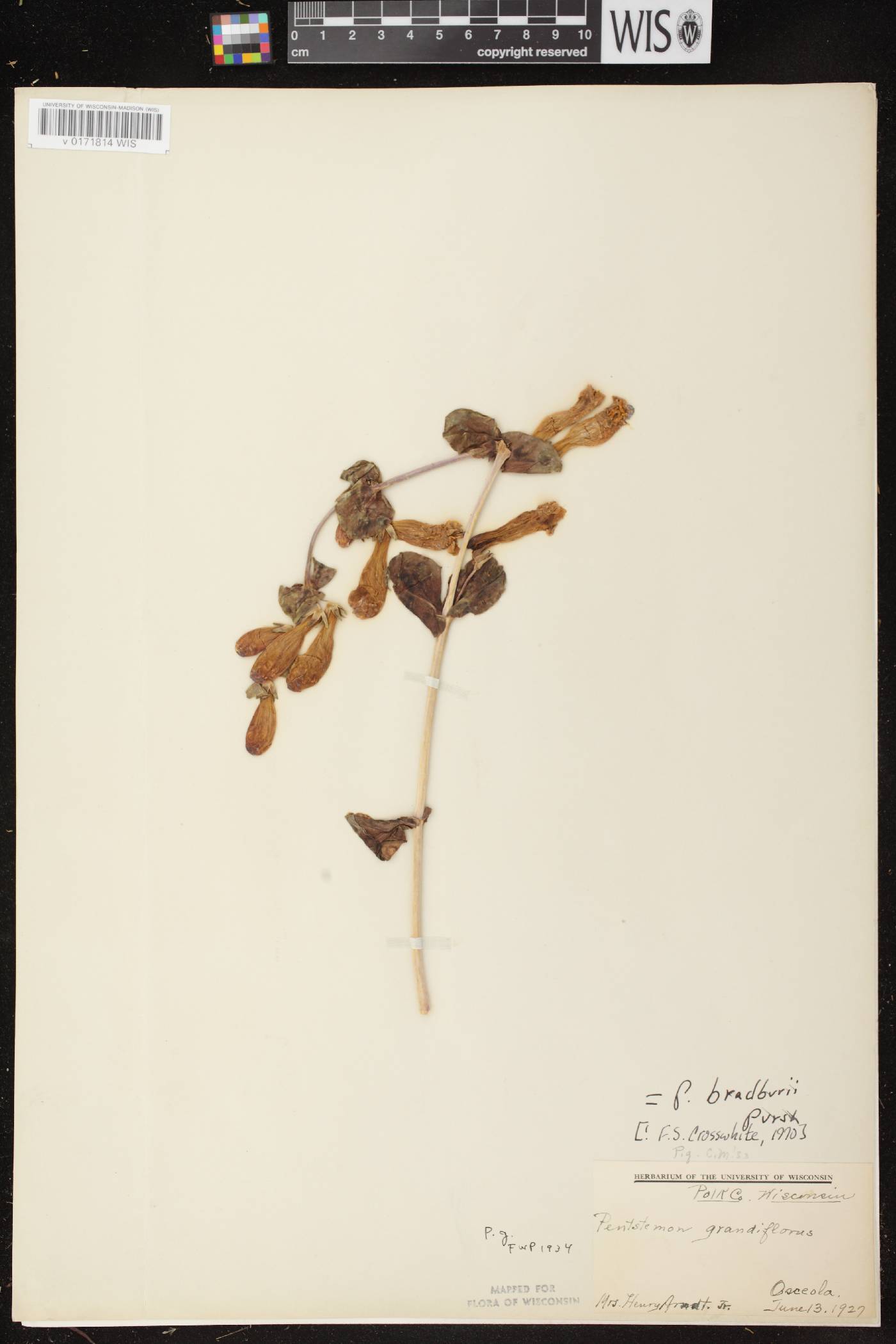 Penstemon grandiflorus image