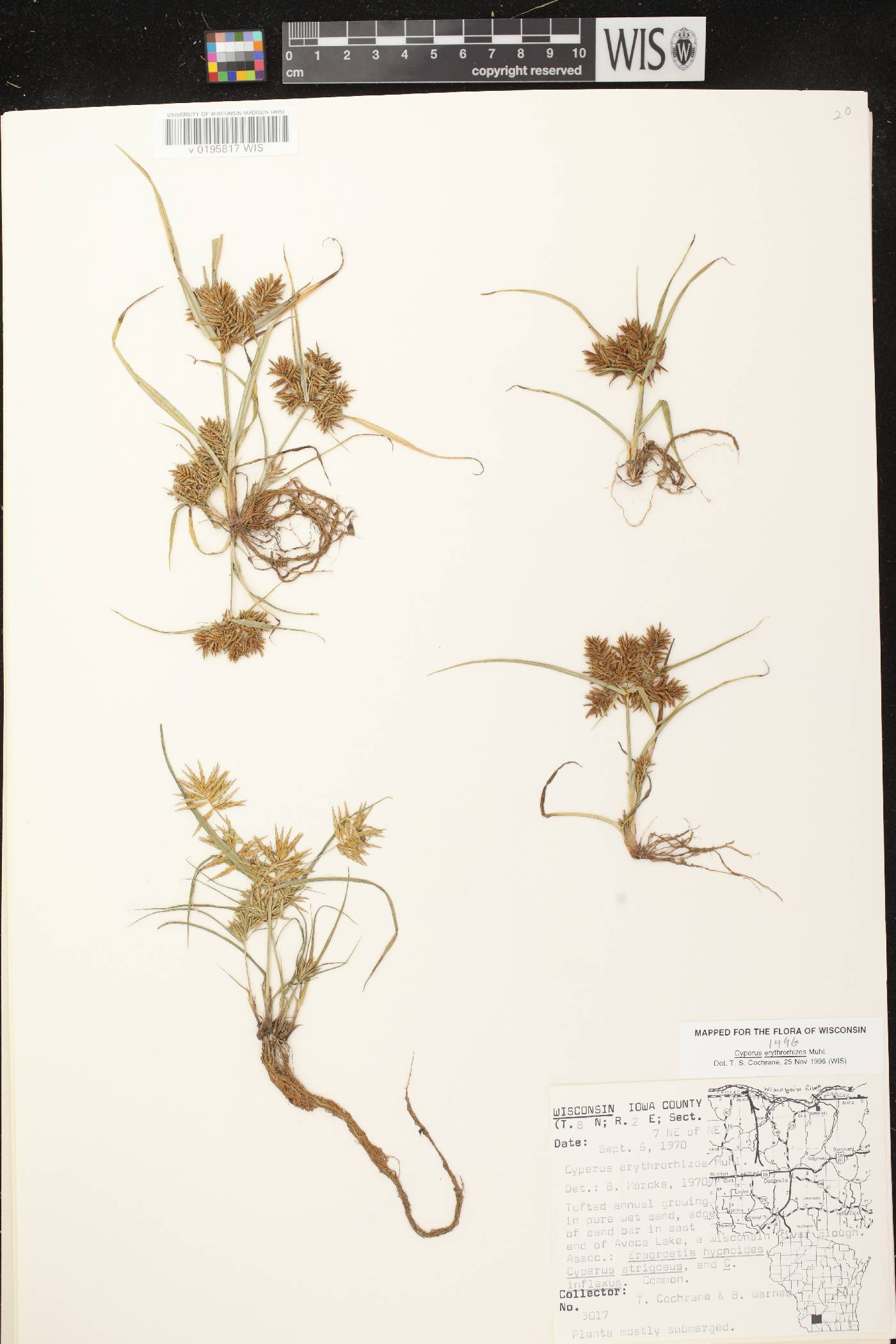 Cyperus erythrorhizos image