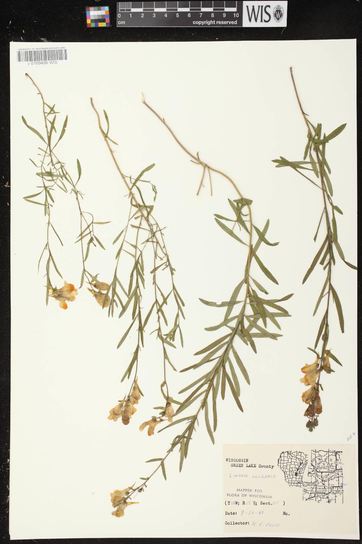 Linaria vulgaris image