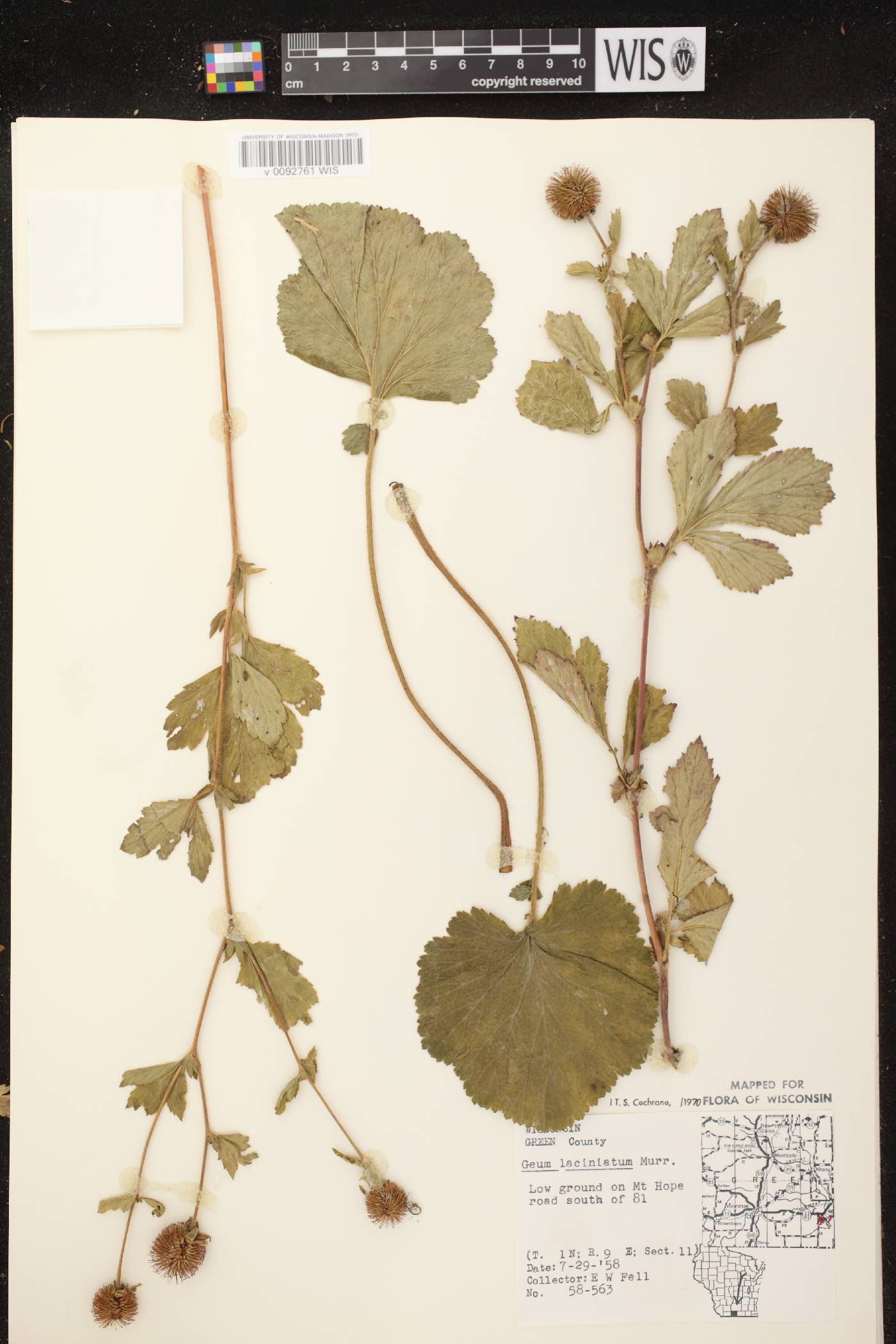 Geum laciniatum image