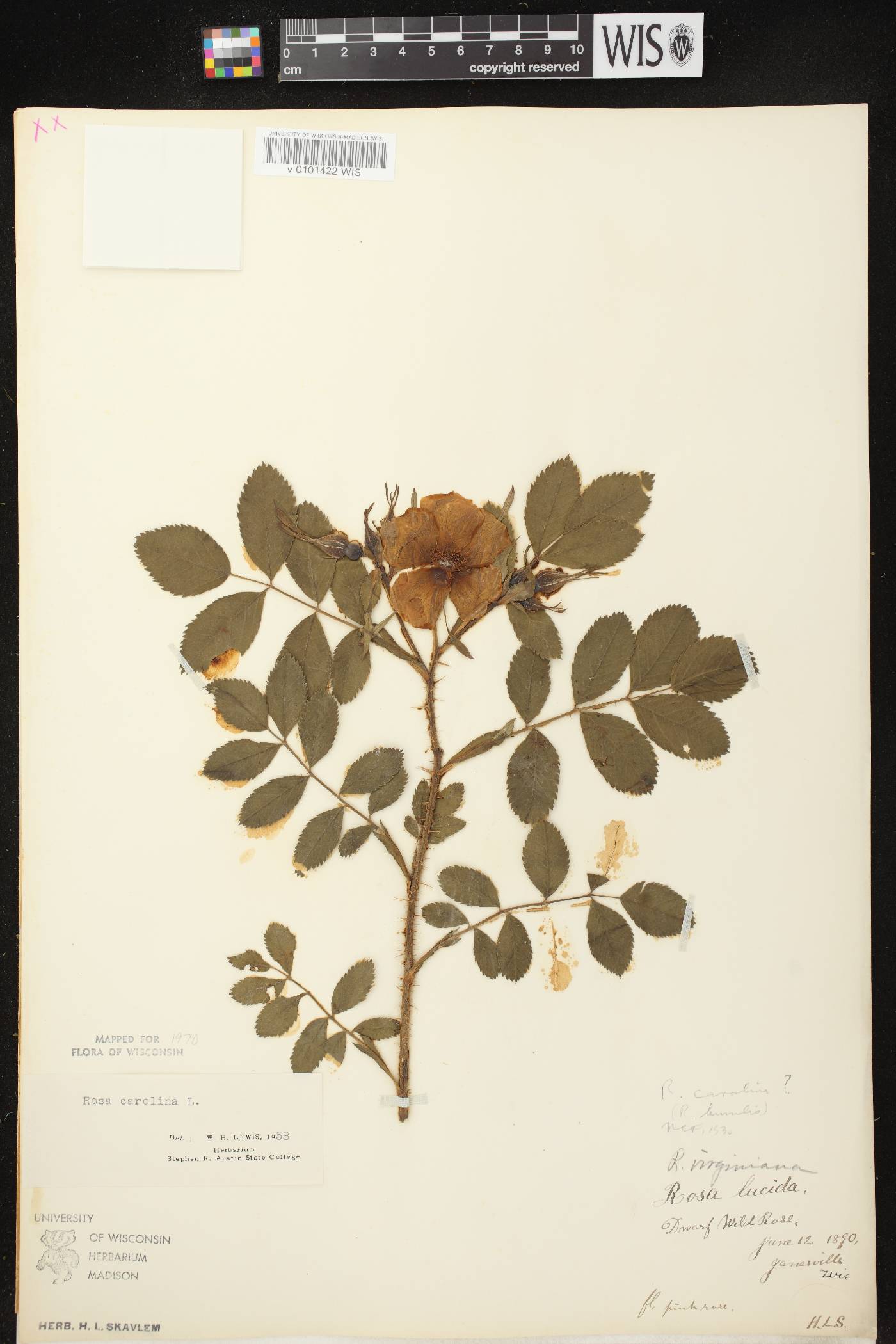 Rosa carolina image
