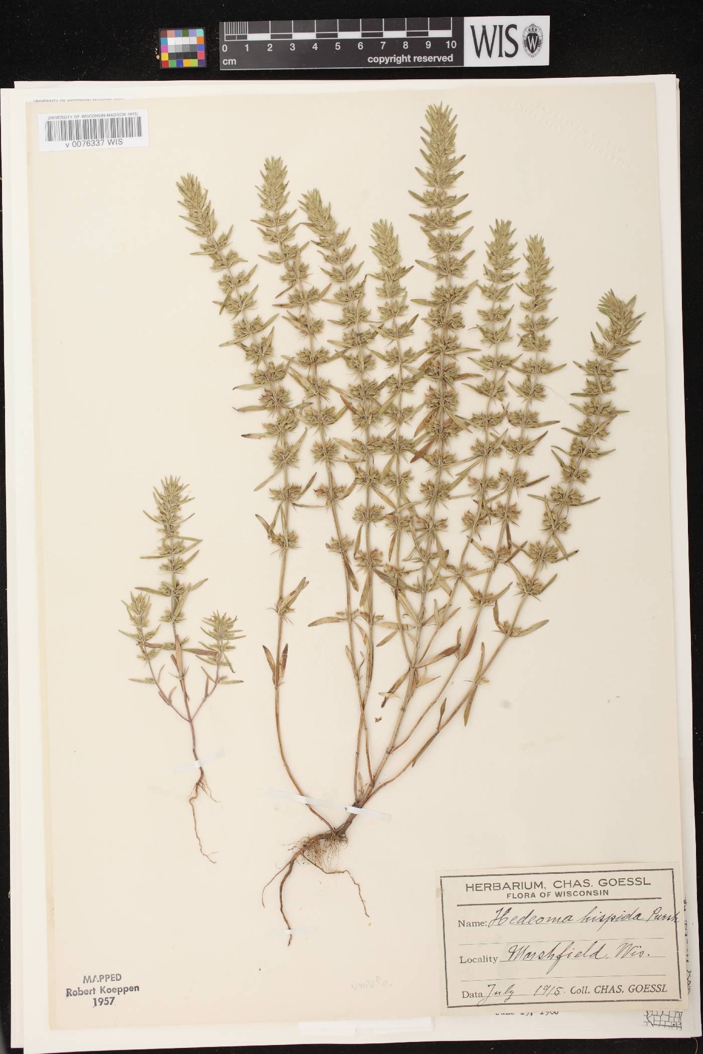 Hedeoma hispida image